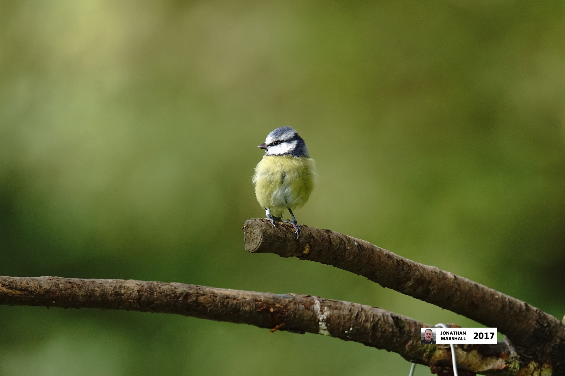 BLUE TIT