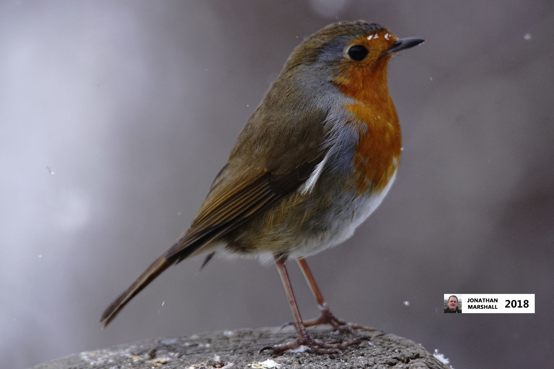 Robin