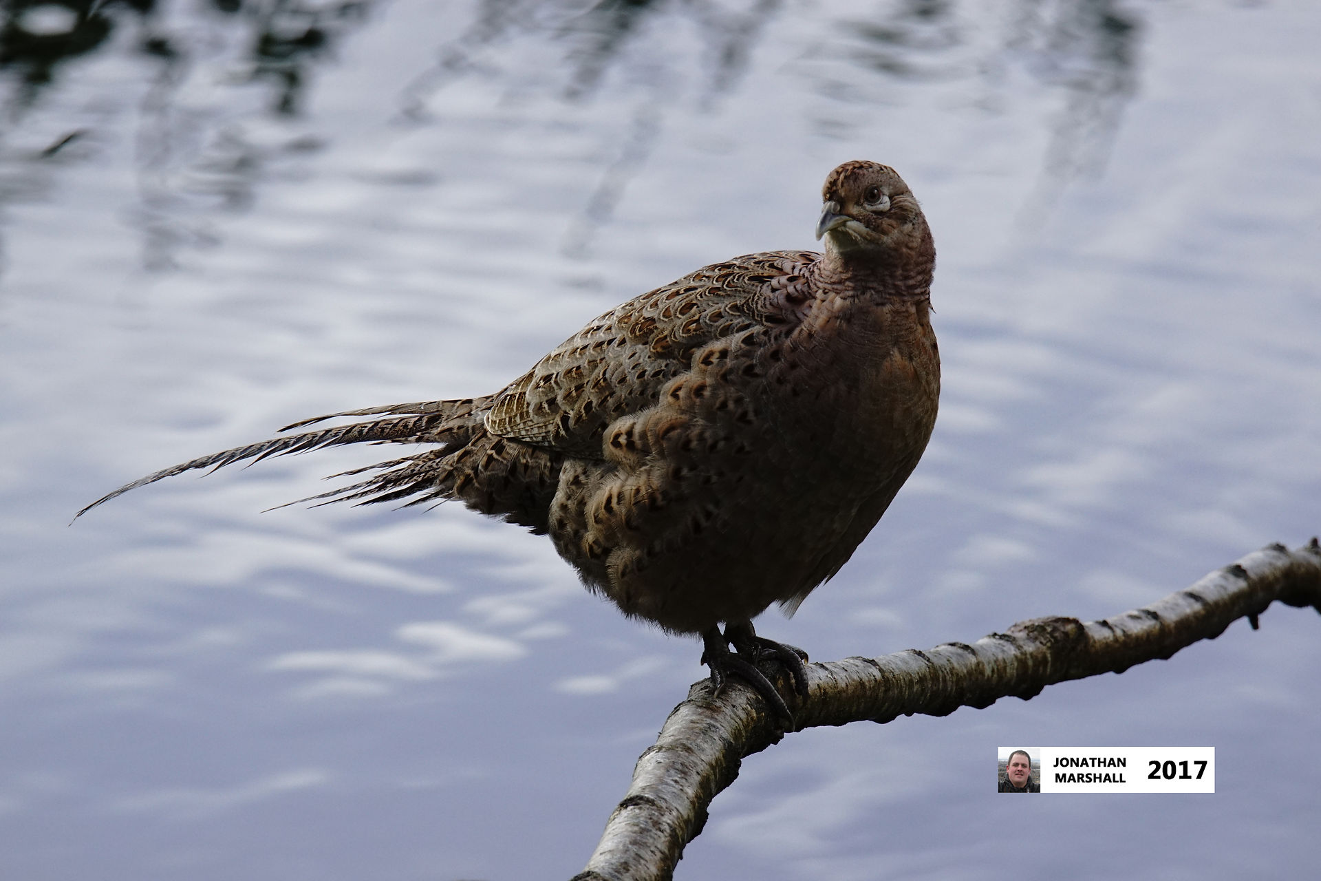 PHEASANT