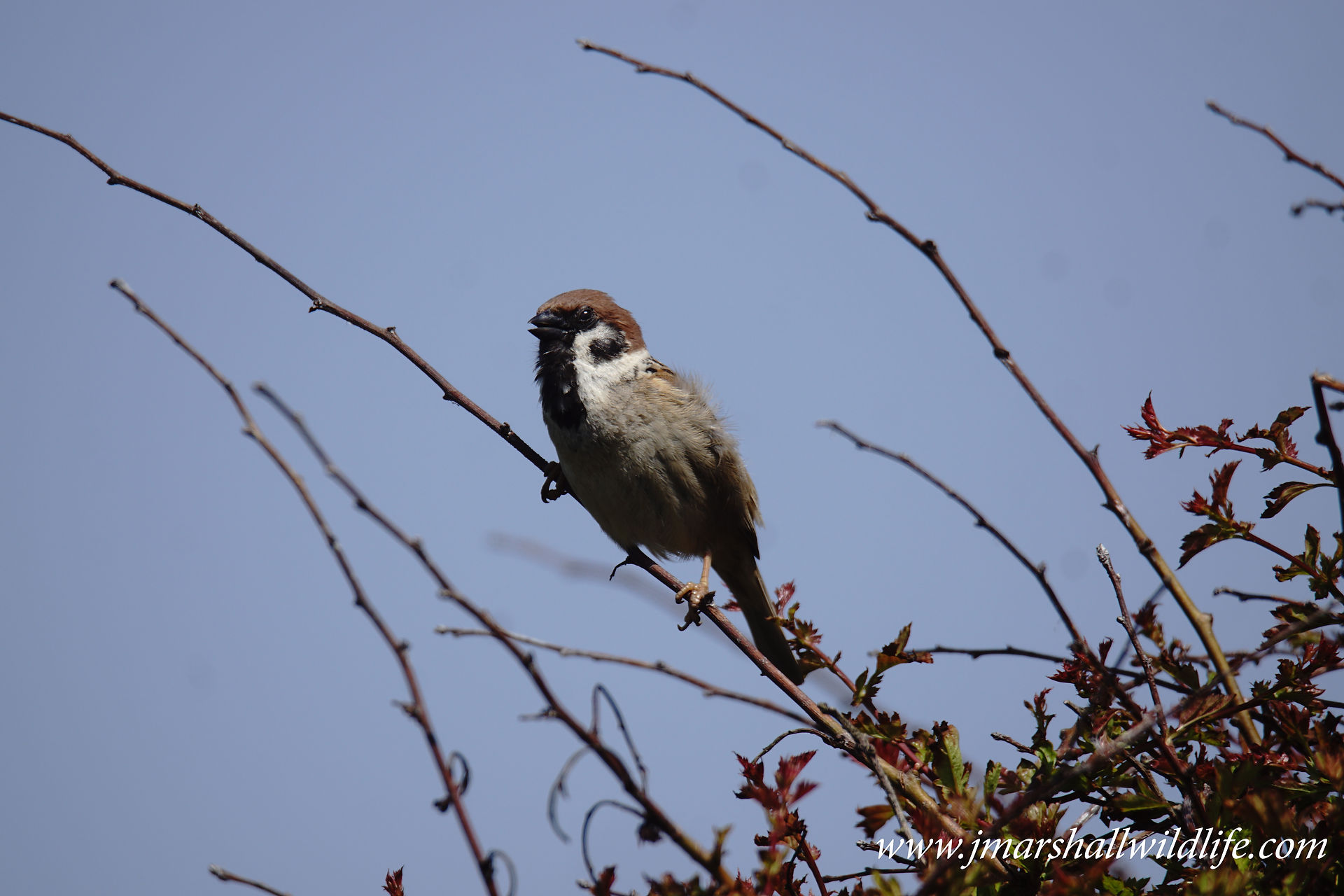 Tree Sparrow