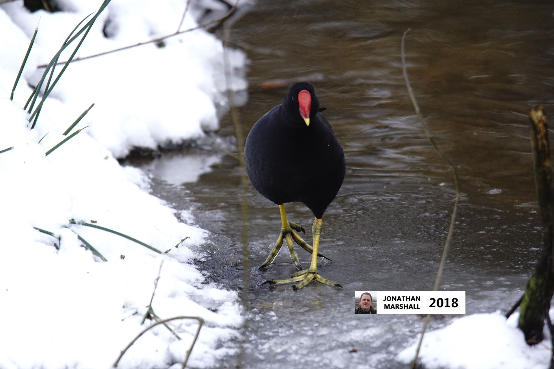 Moorhen