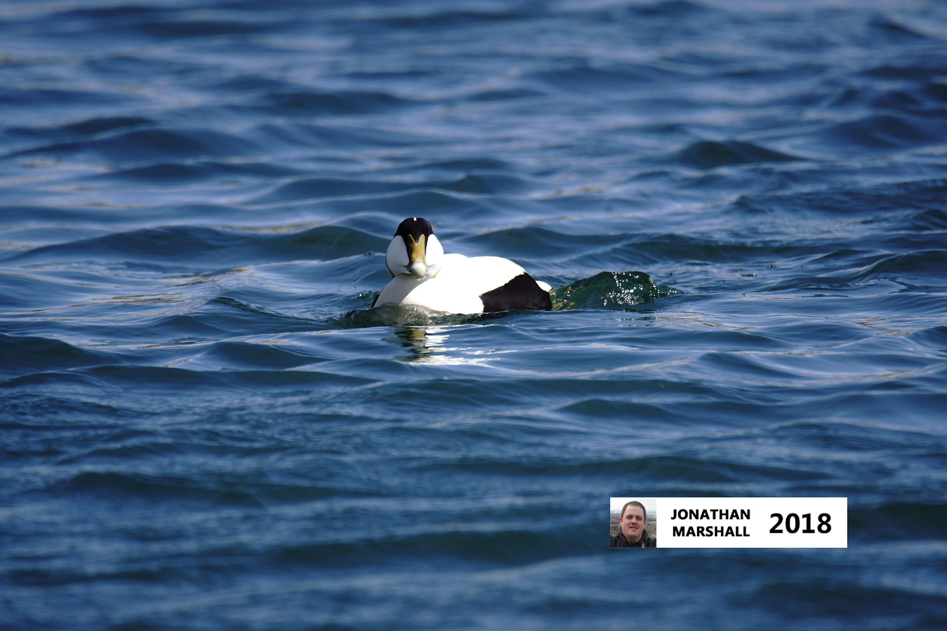 Eider Duck (Male)