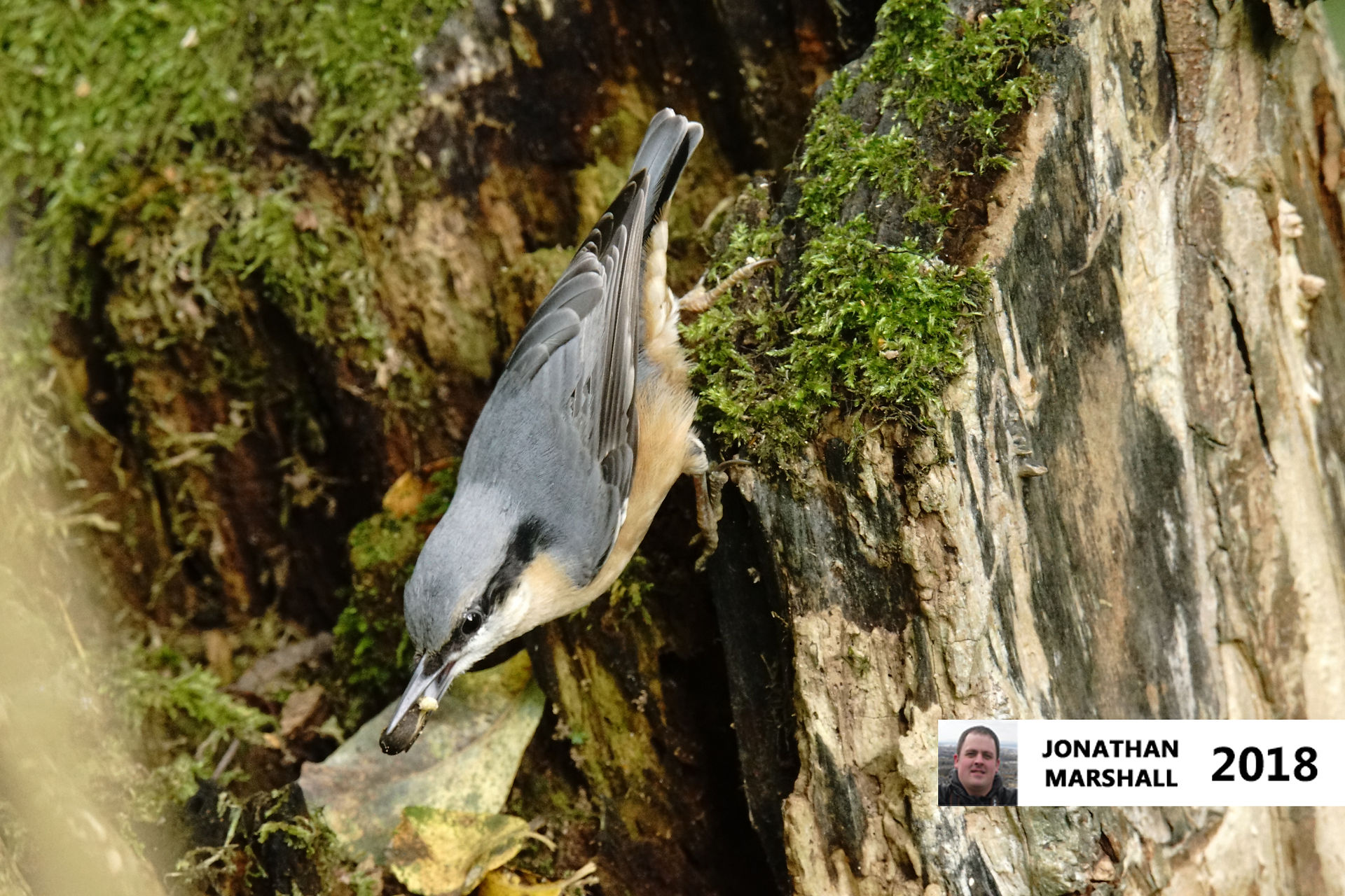 Nuthatch