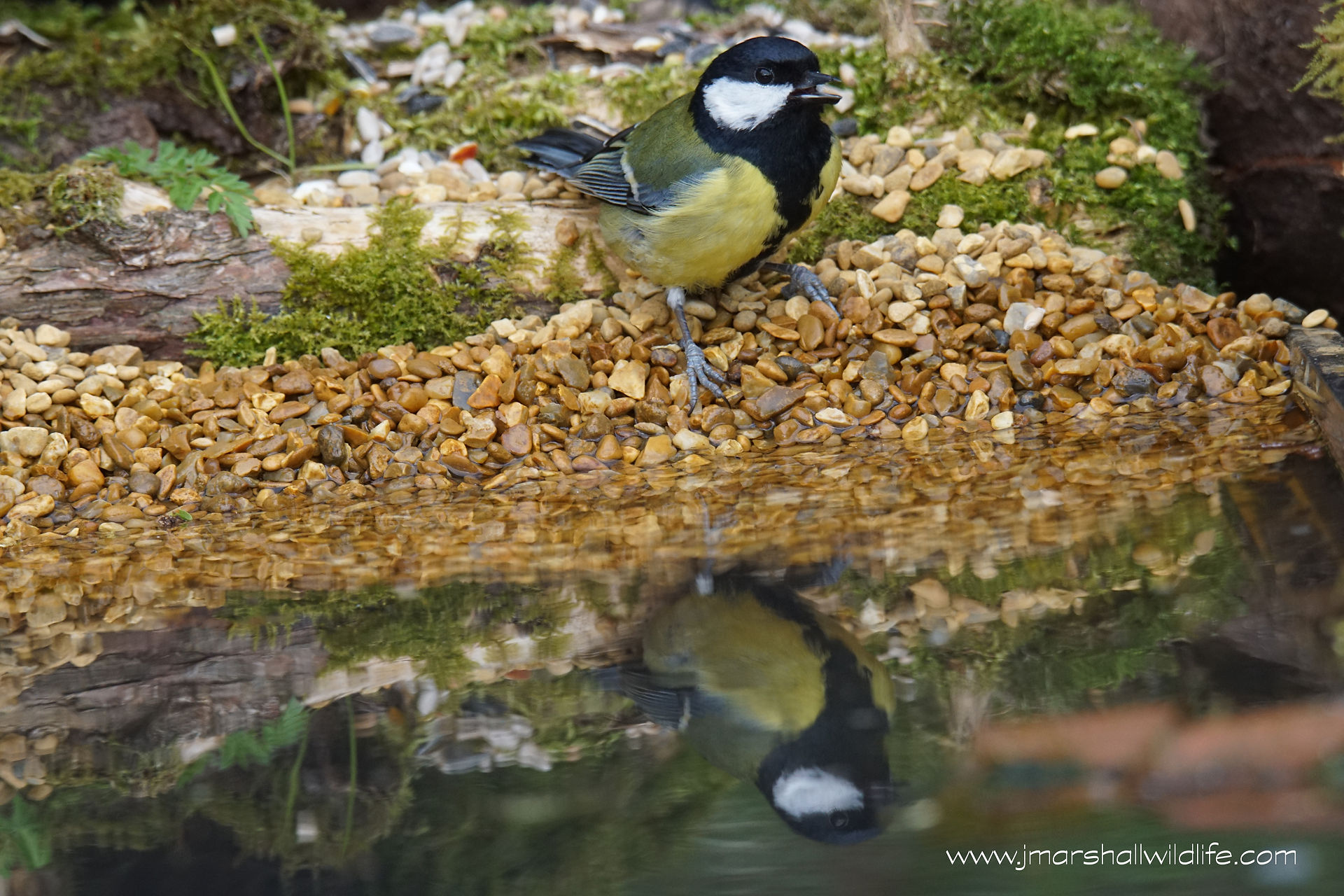 GREAT TIT 3