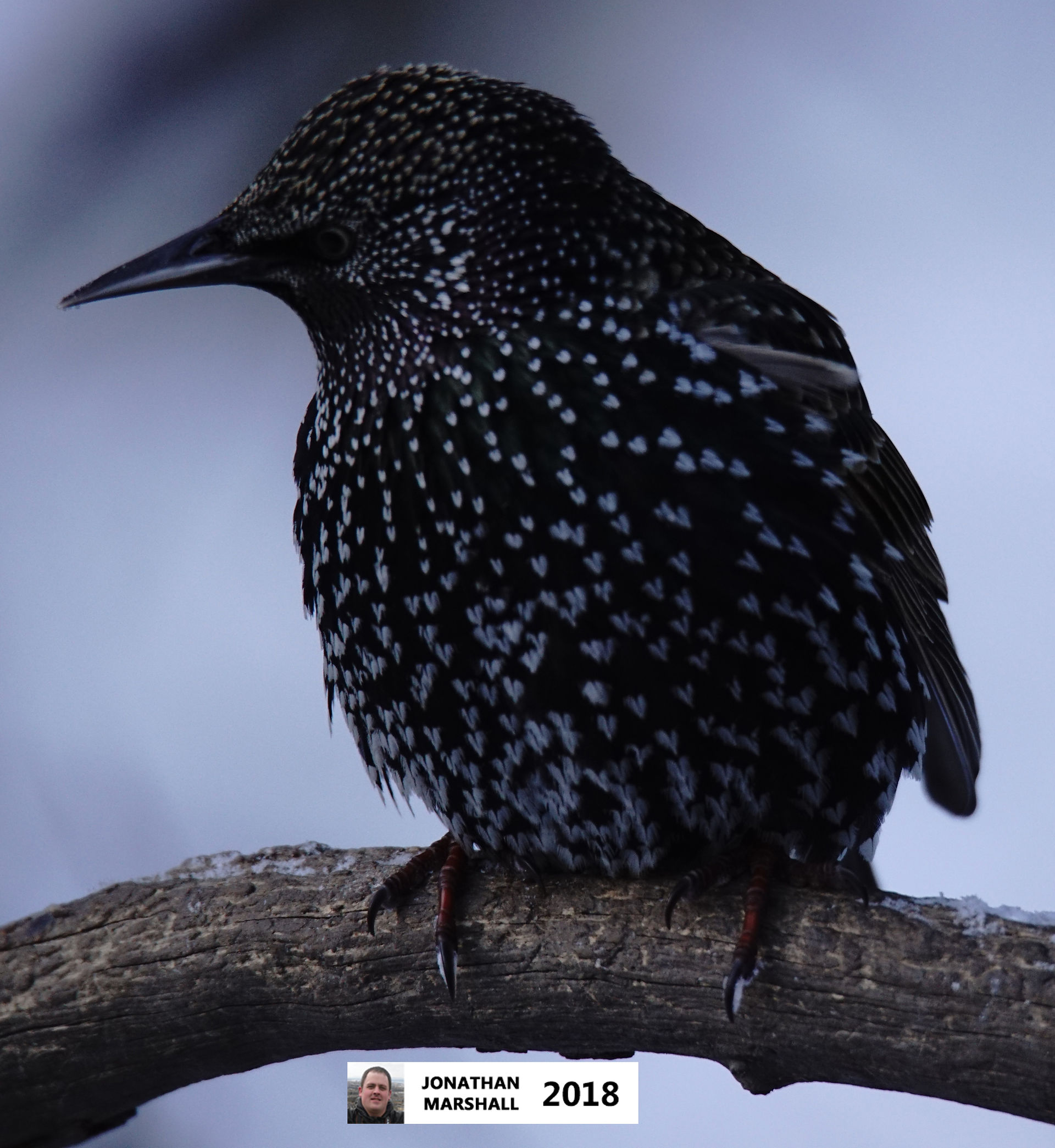Starling