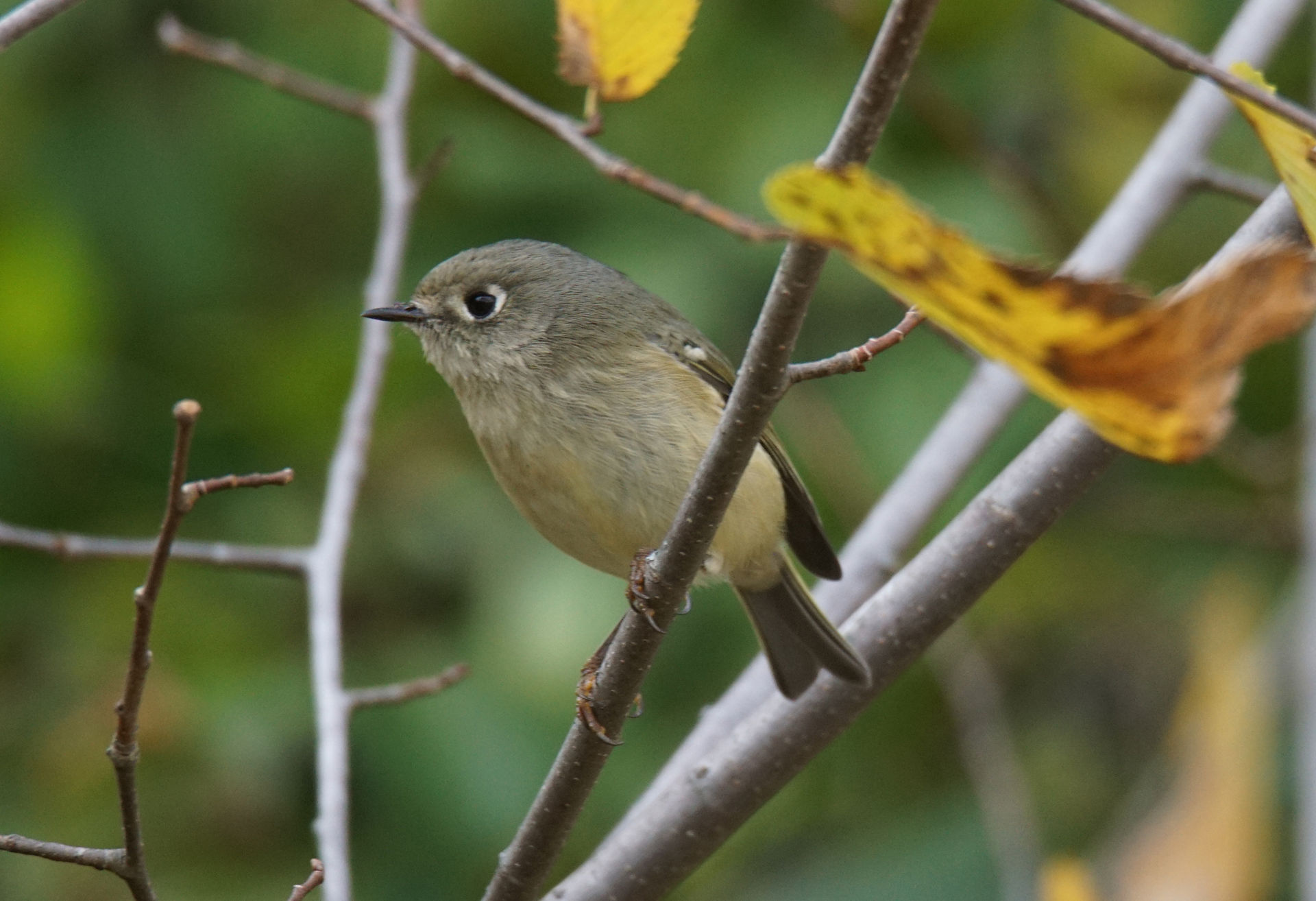 Ruby Crowned Kinglet
