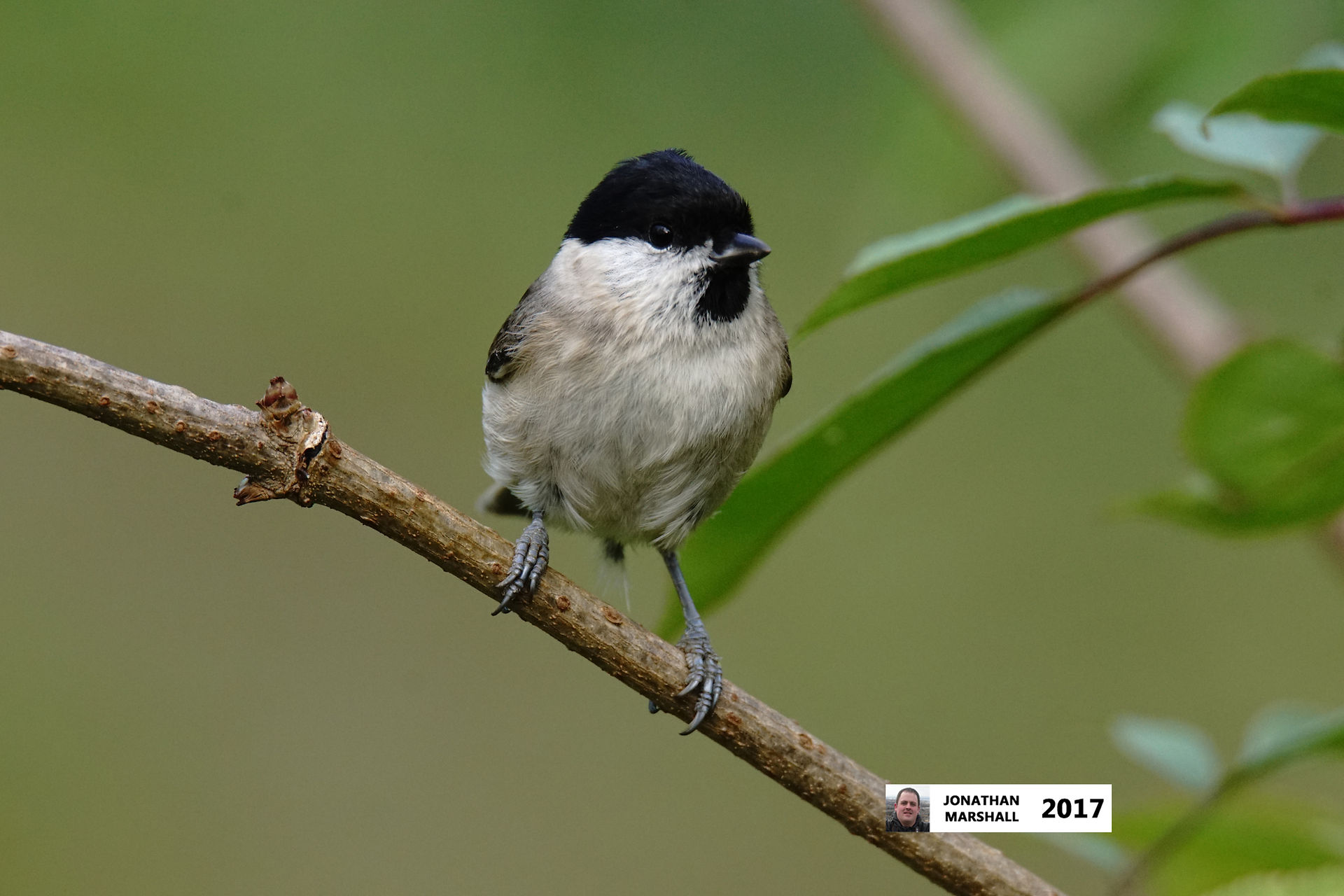 MARSH TIT