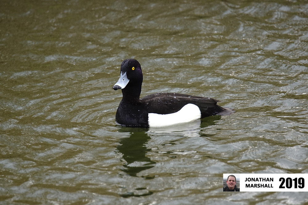 Tufted Duck (Male)