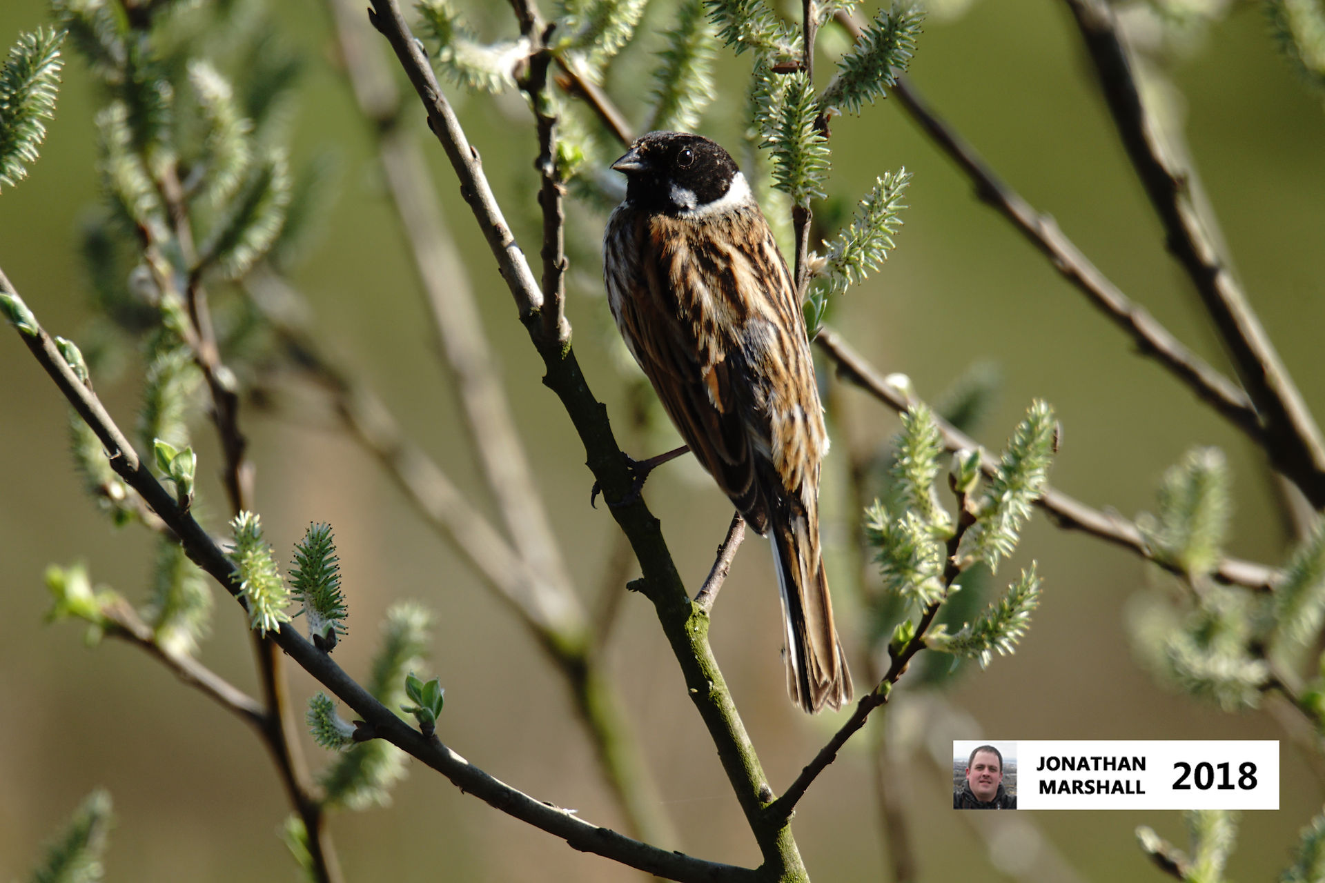 Reed Bunting