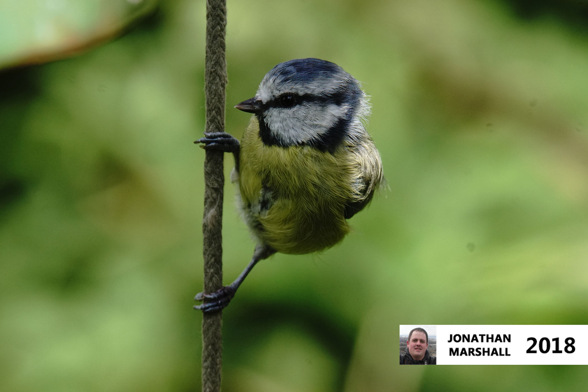 Blue Tit