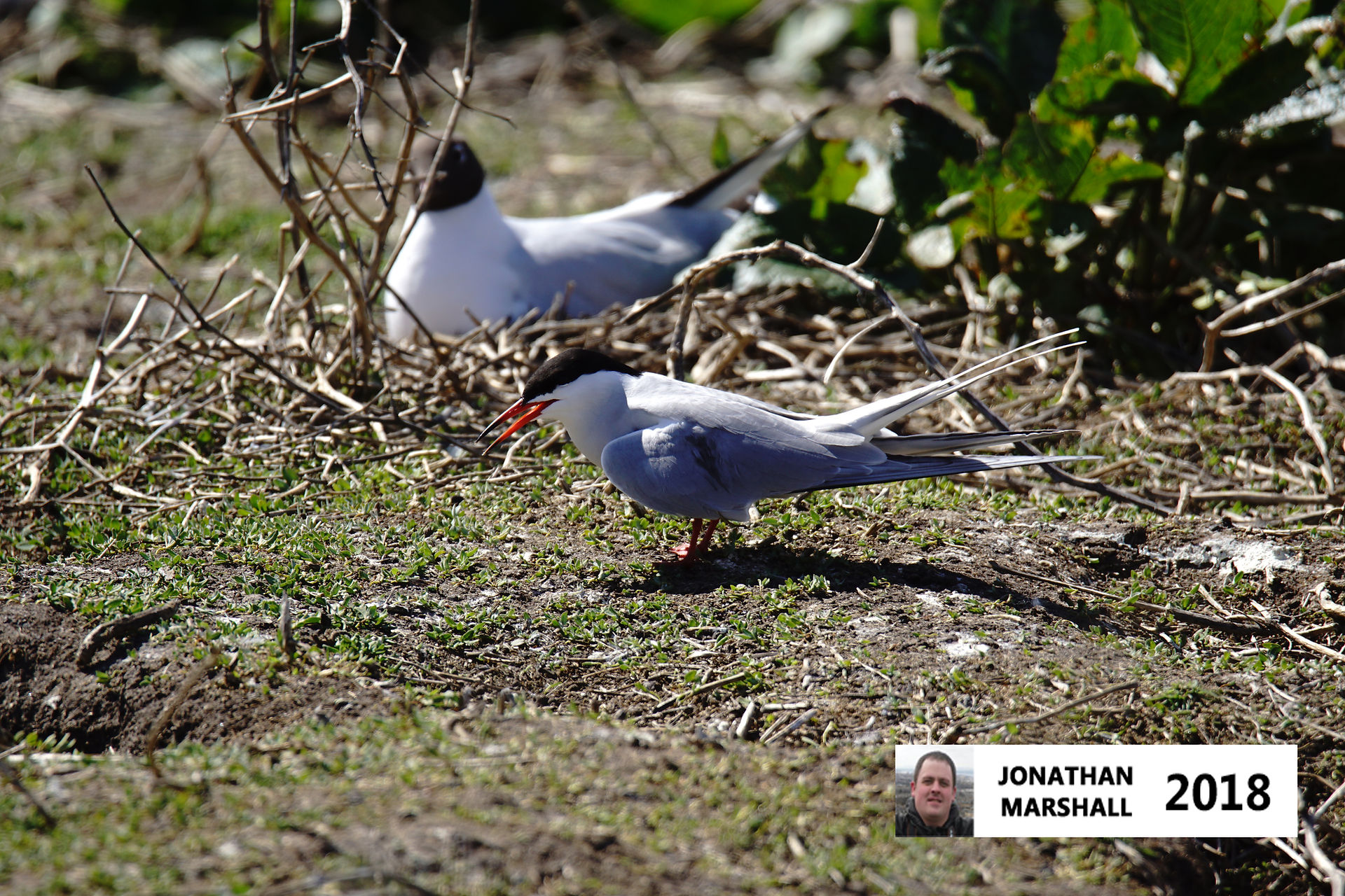 Common Tern