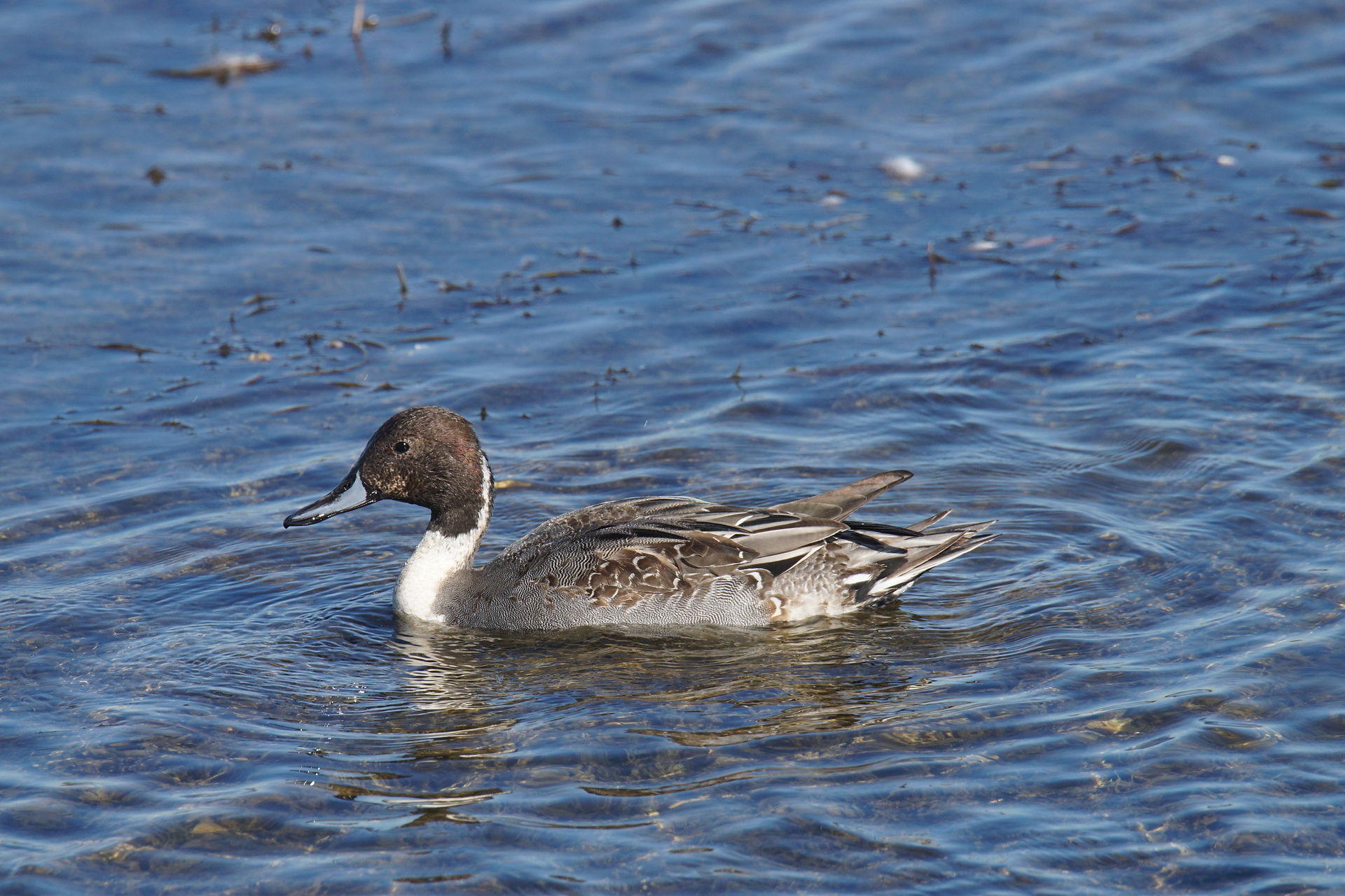 Pintail