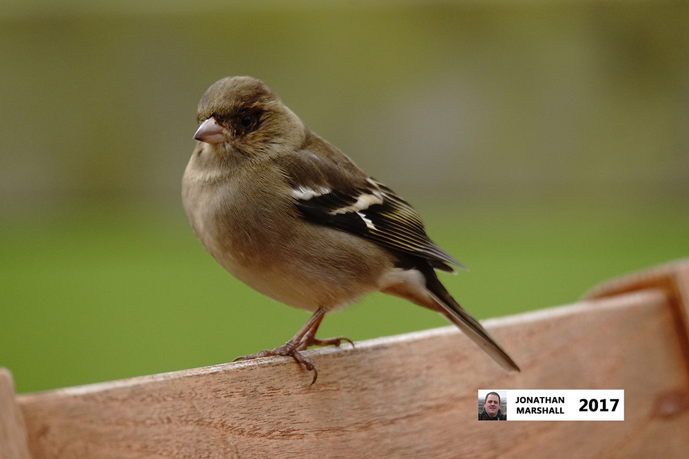 CHAFFINCH
