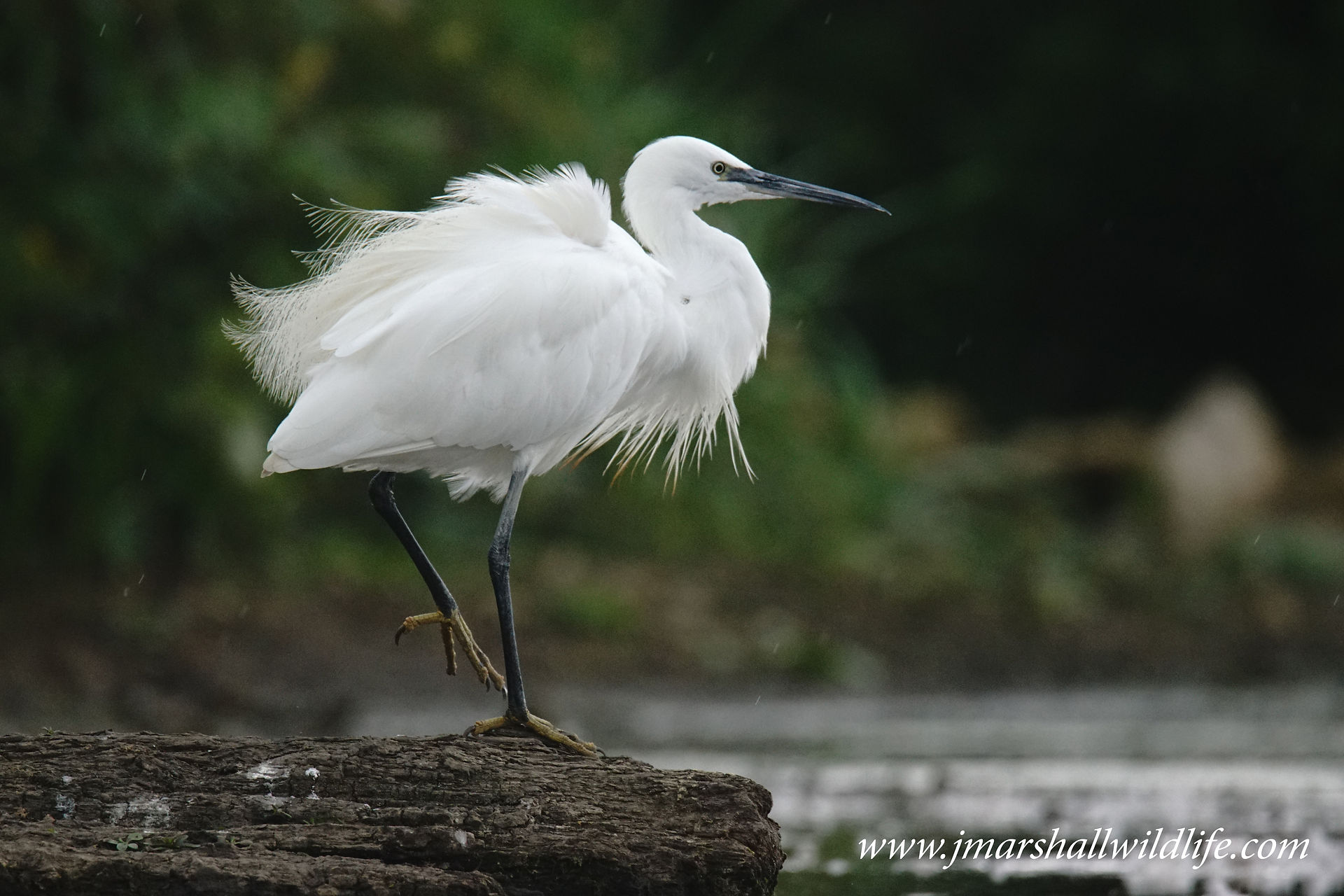 Little Egret