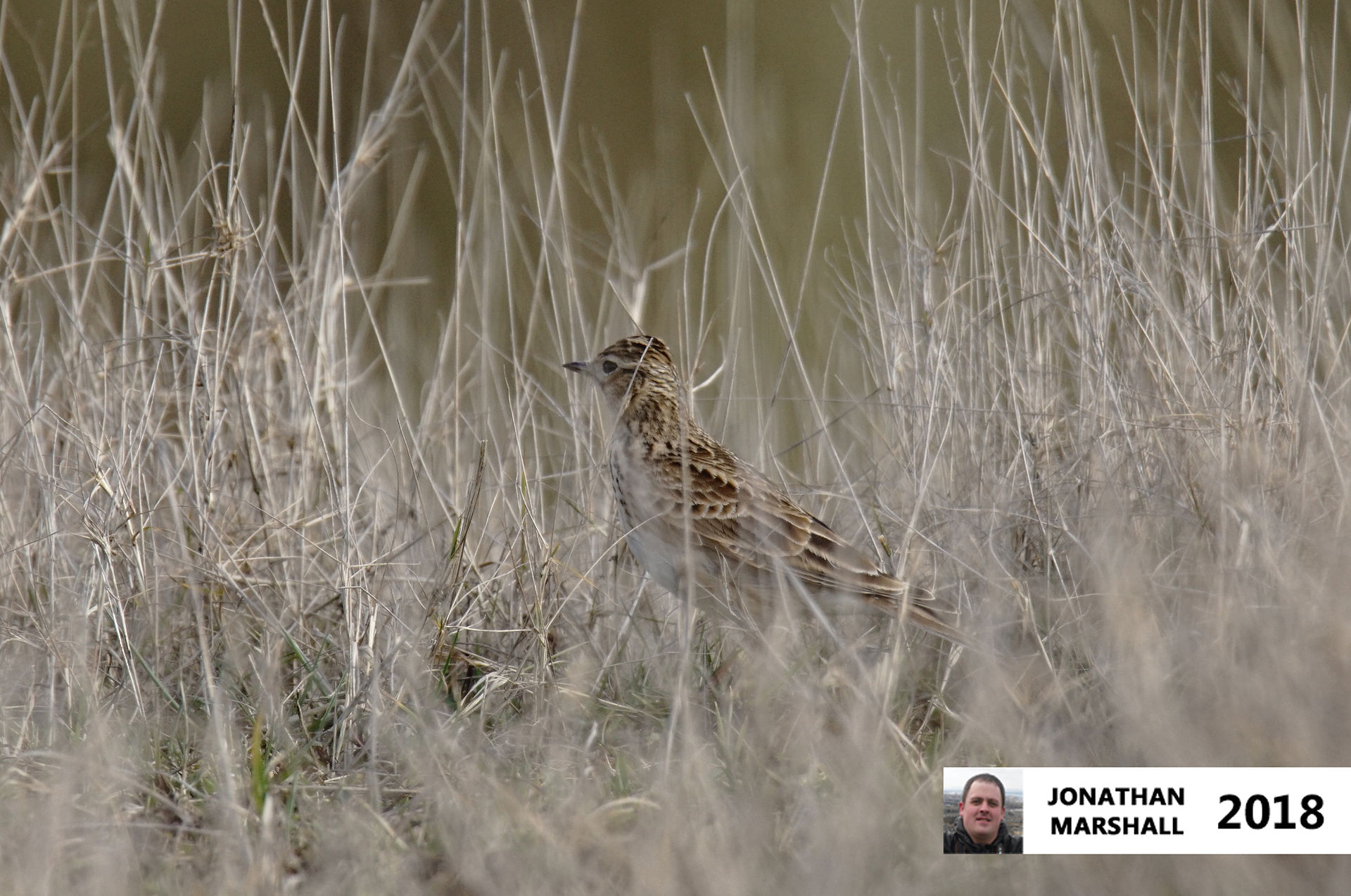 Skylark