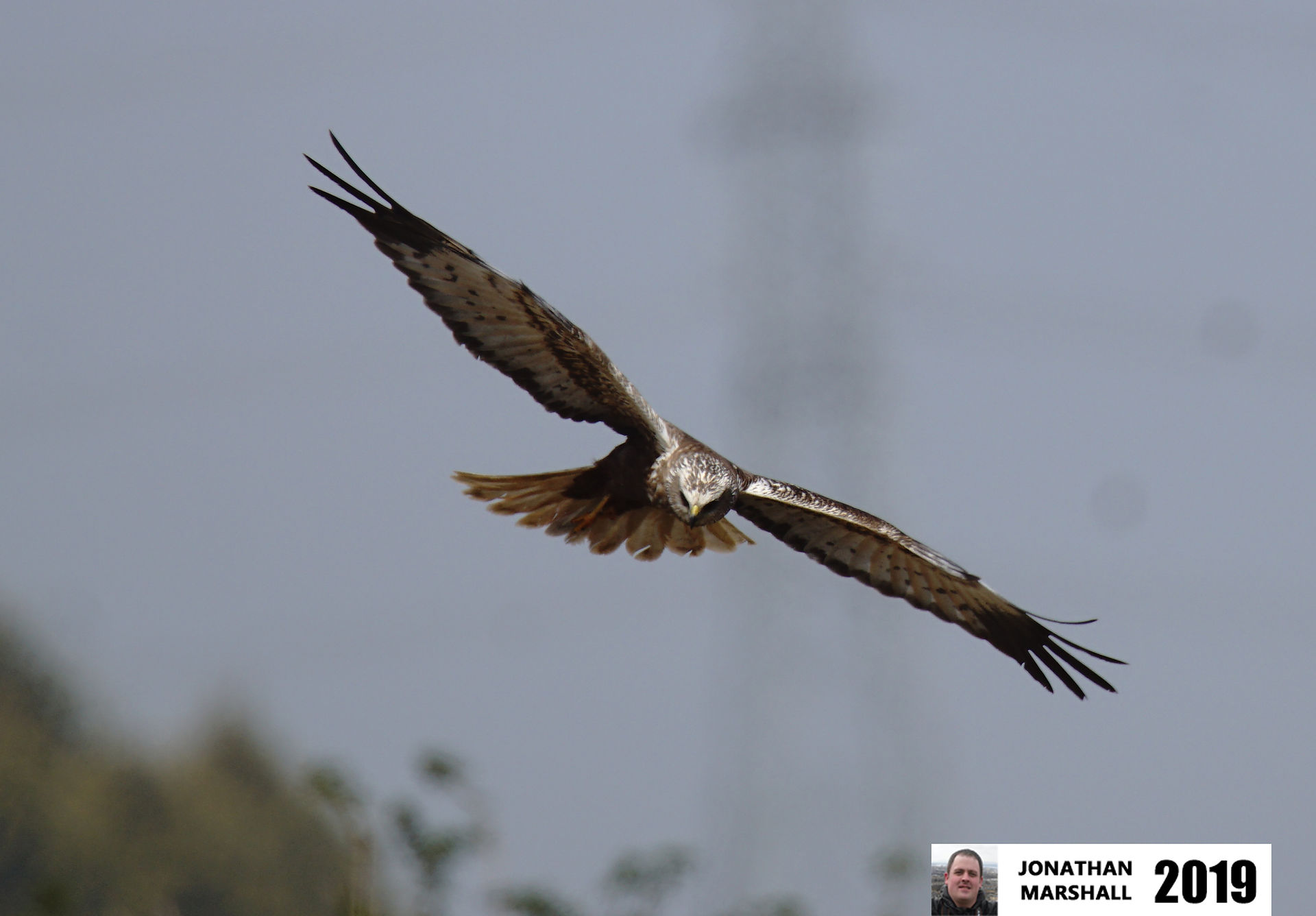 Marsh Harrier