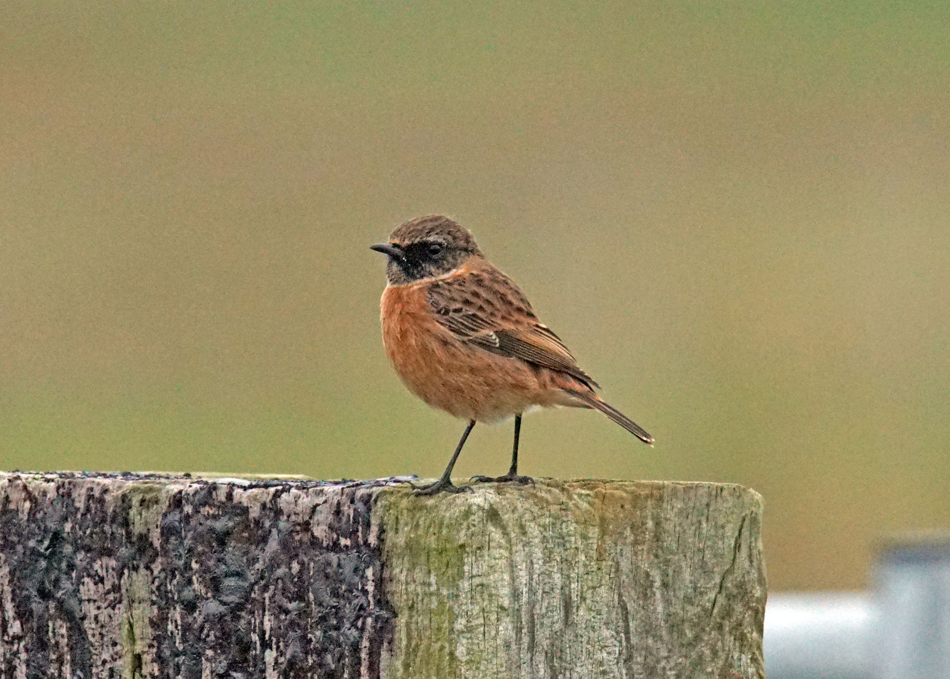 Stonechat