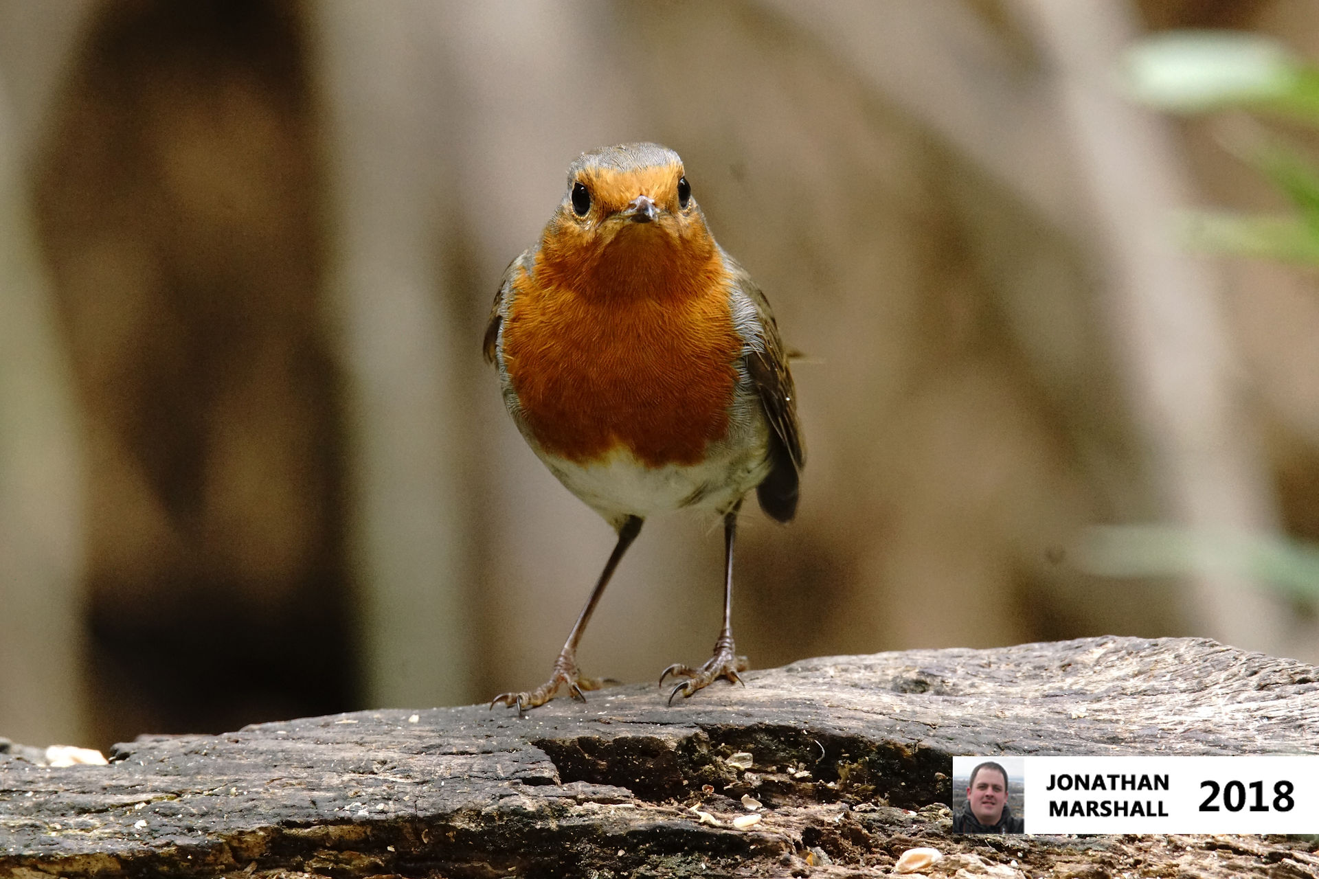 Robin