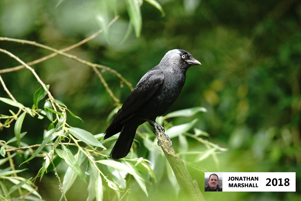 Jackdaws
