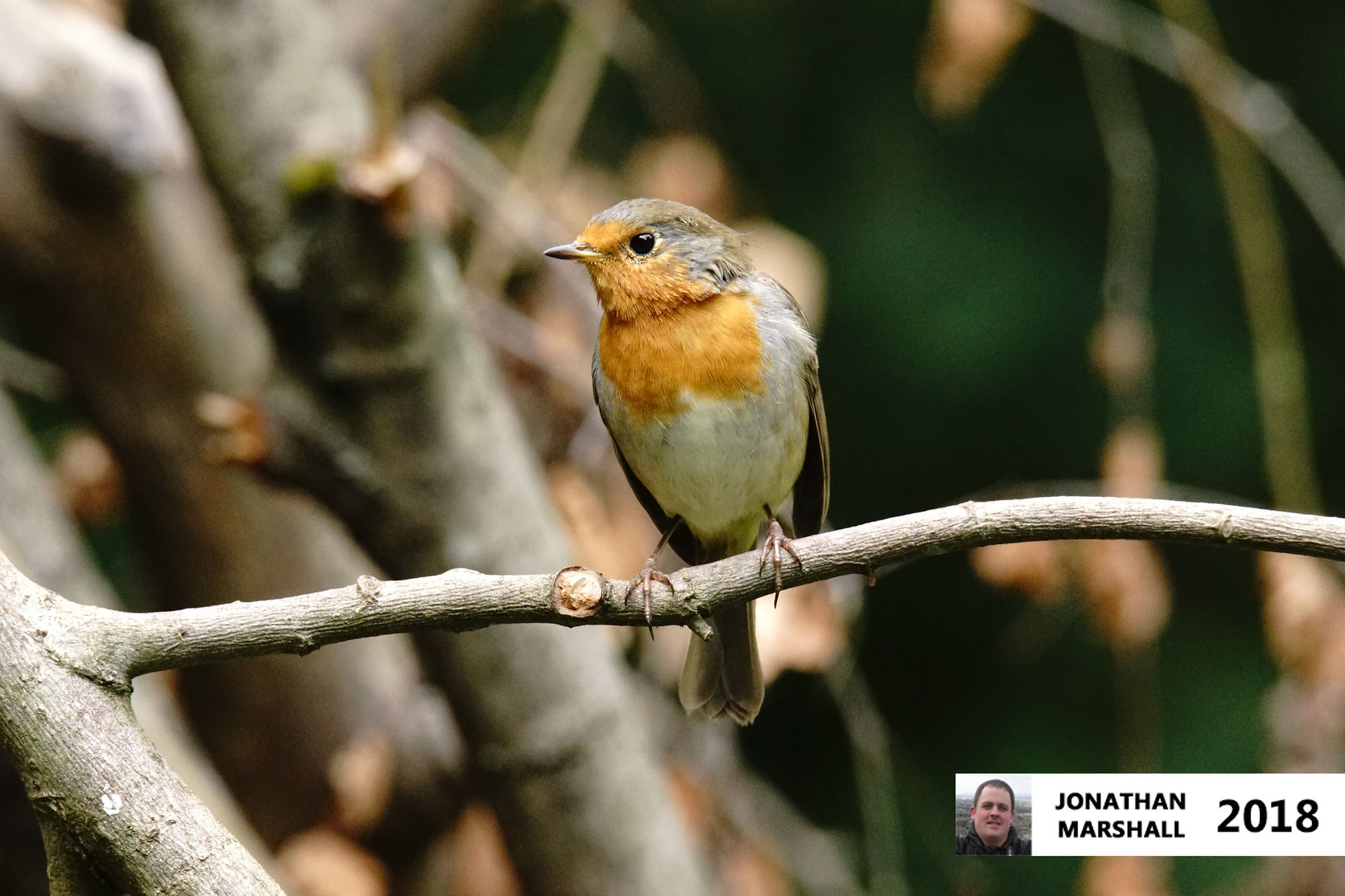 Robin