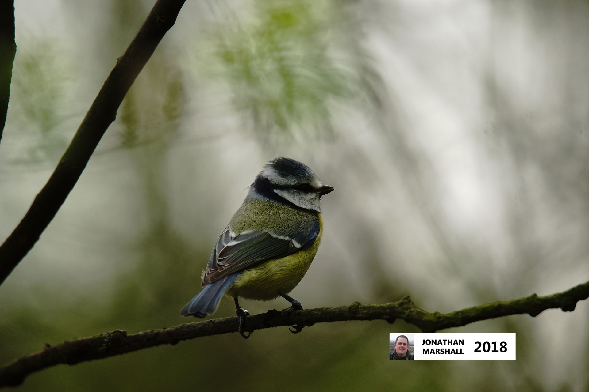 Blue Tit