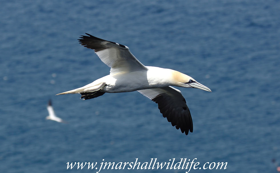 Gannet