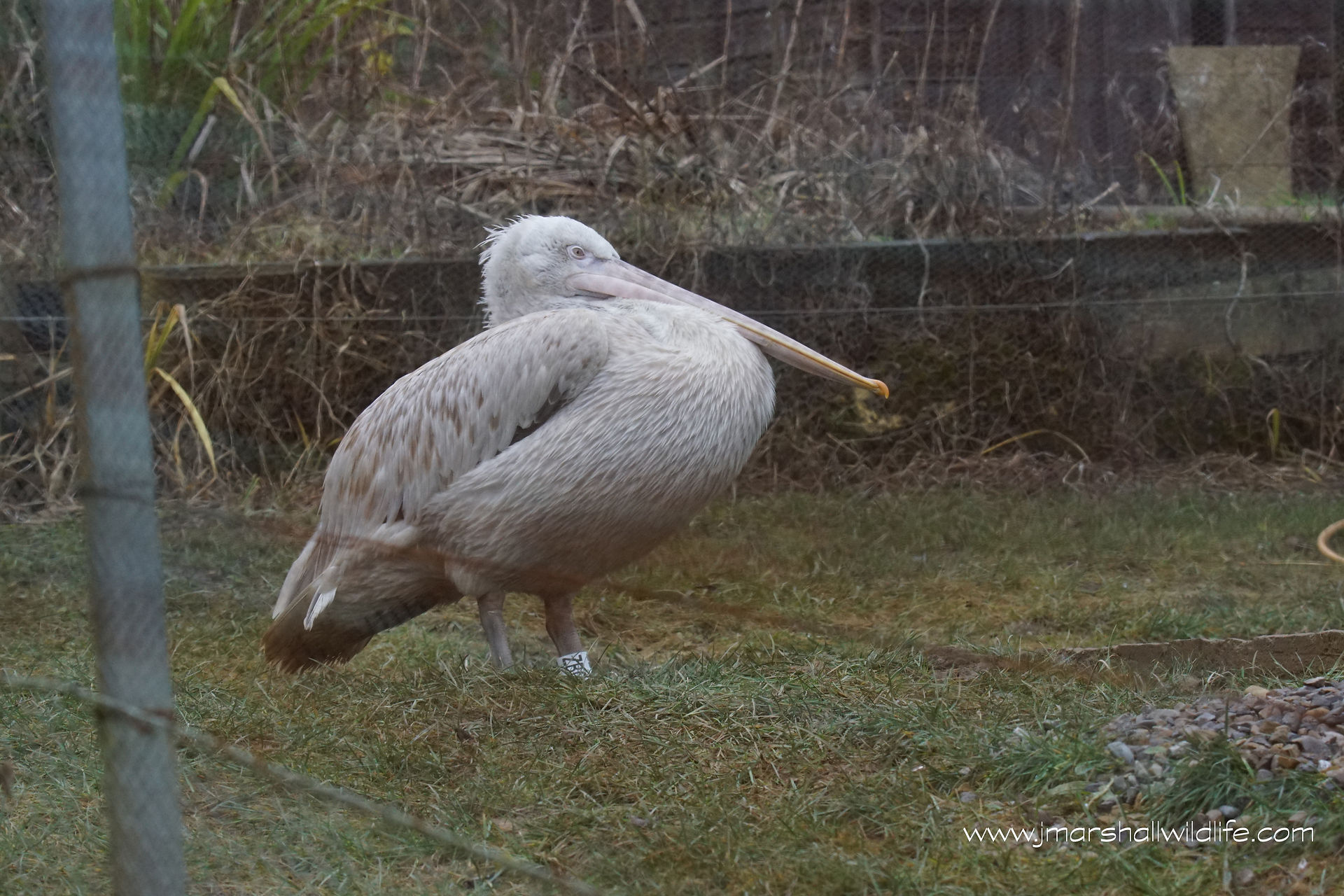 Dalmatian Pelican