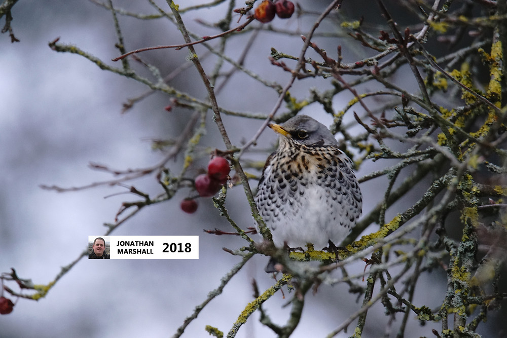 Fieldfare