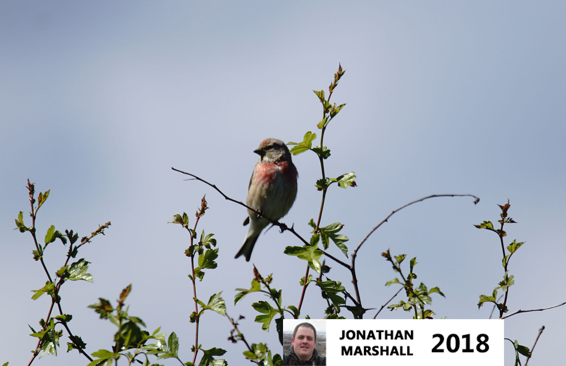 Linnet