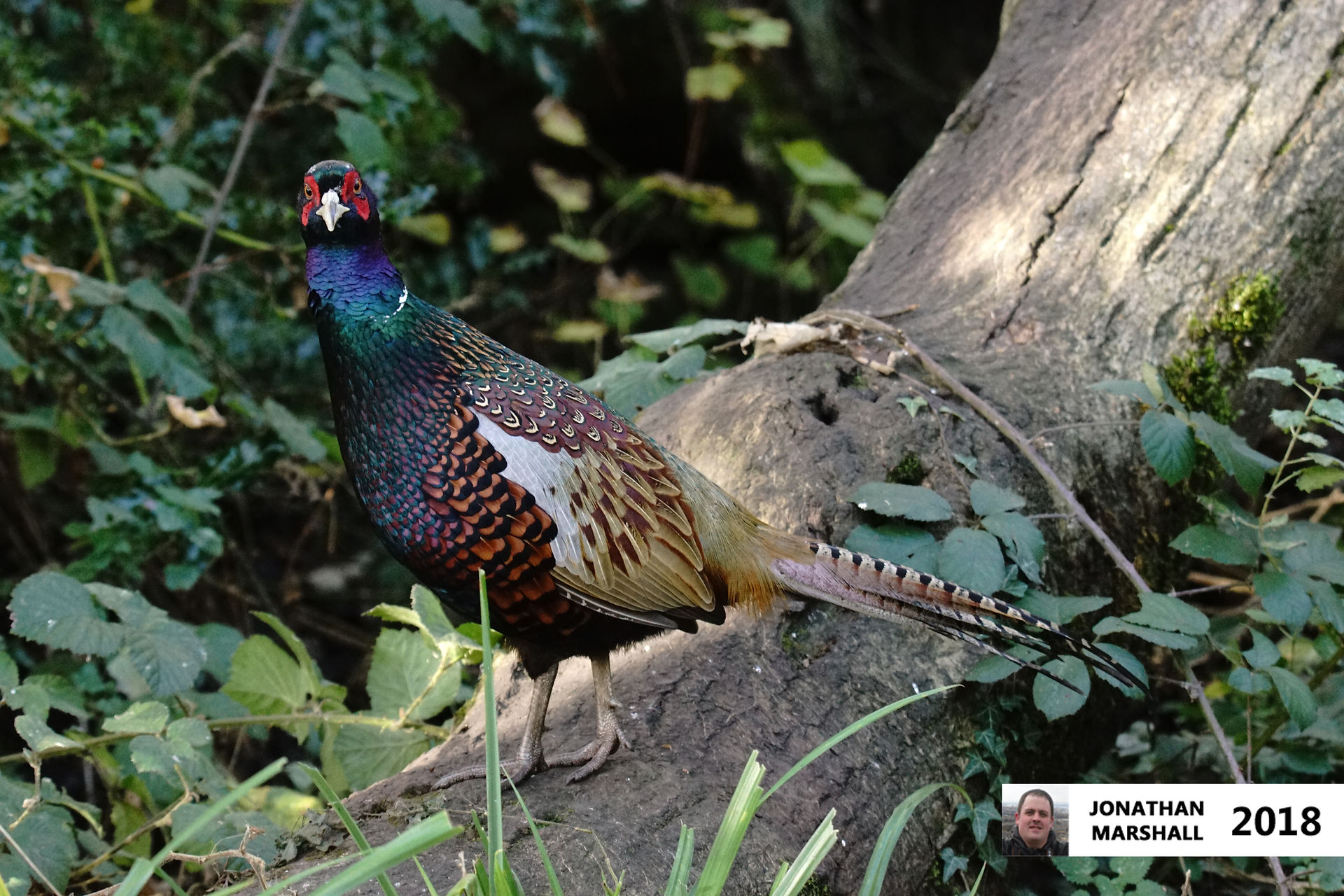 Common Pheasant (Male)