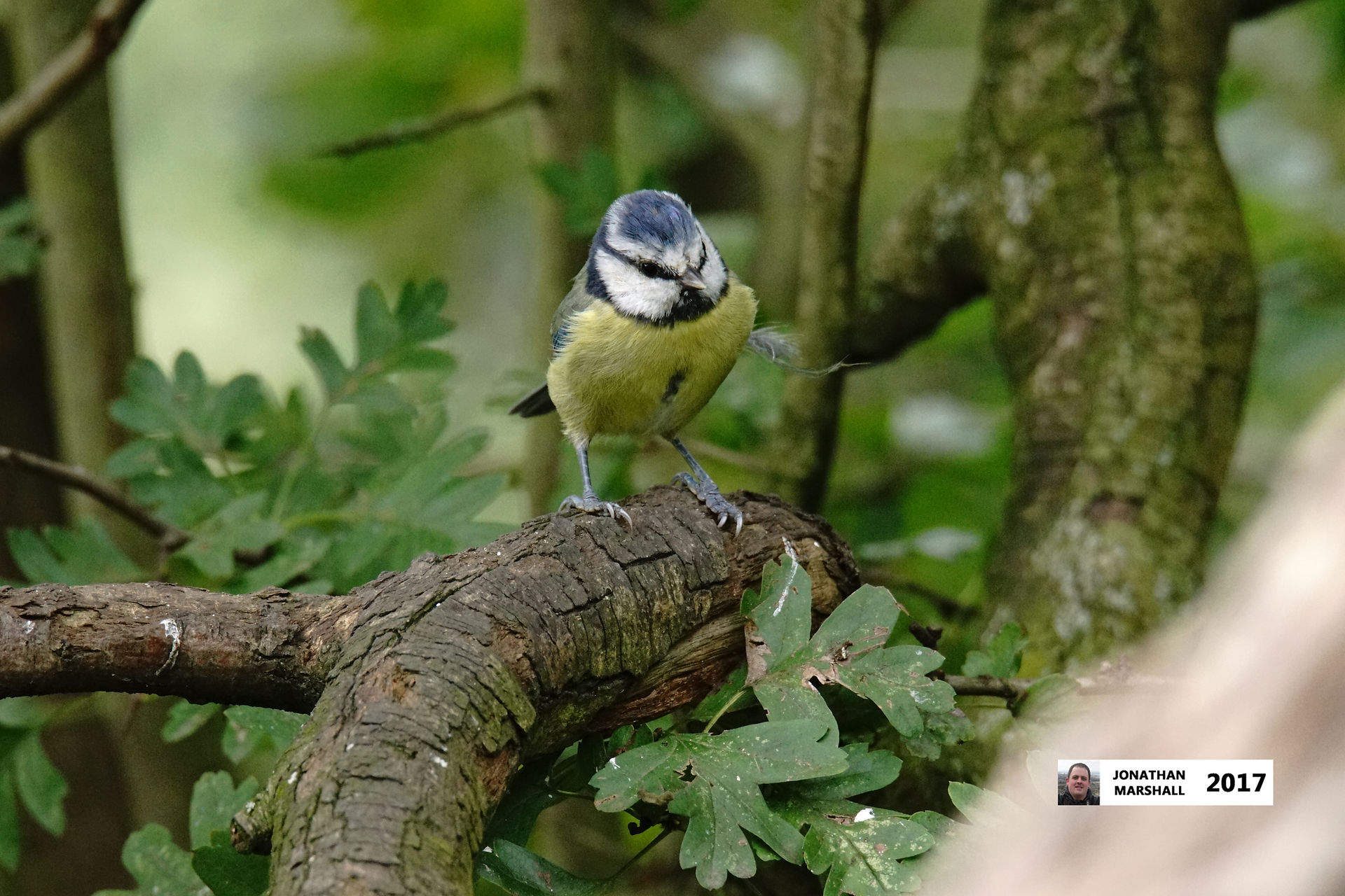 BLUE TIT