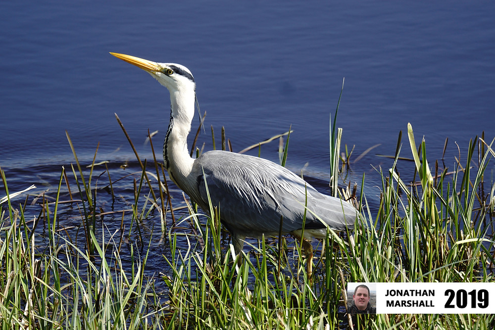 Grey Heron