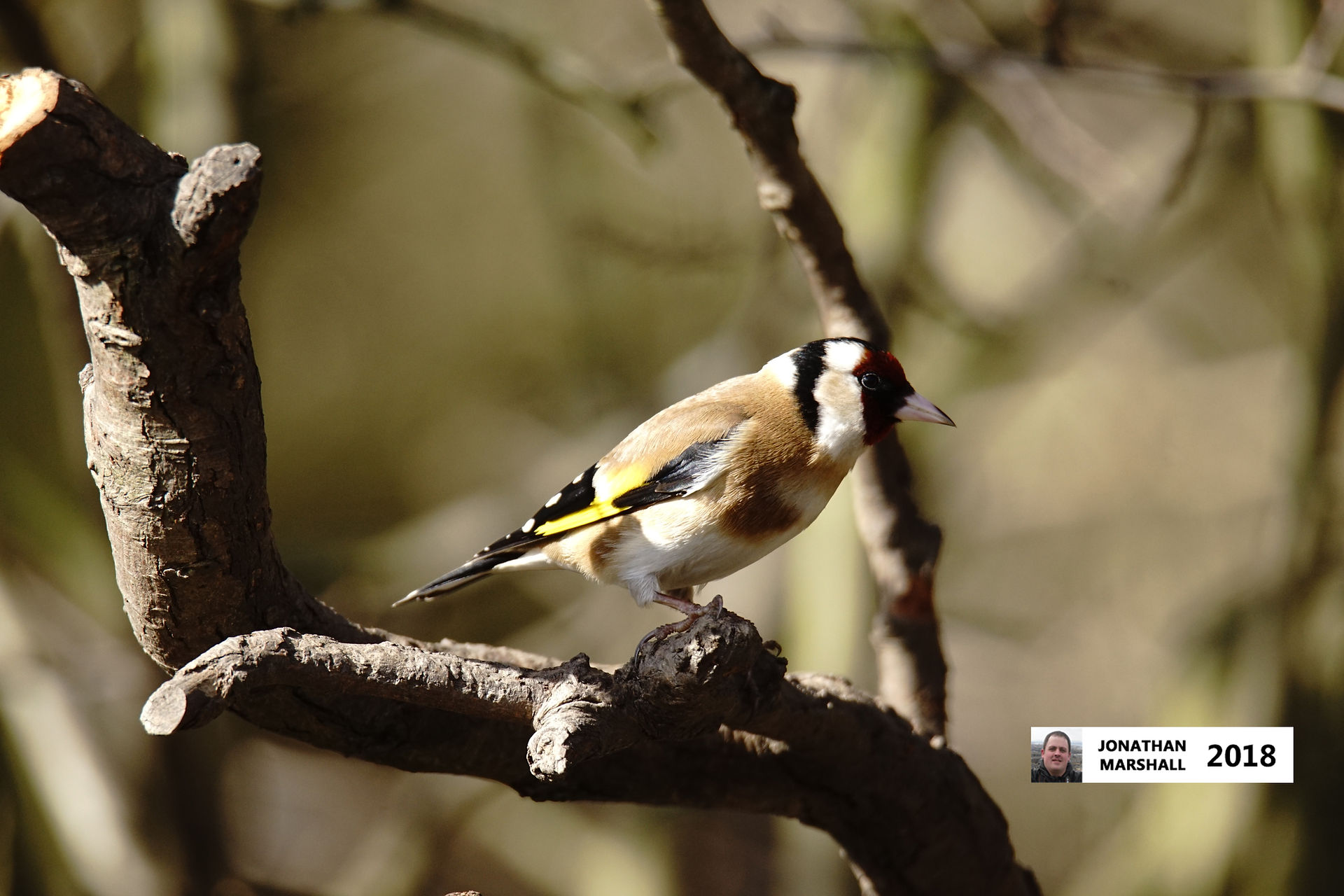 Goldfinch