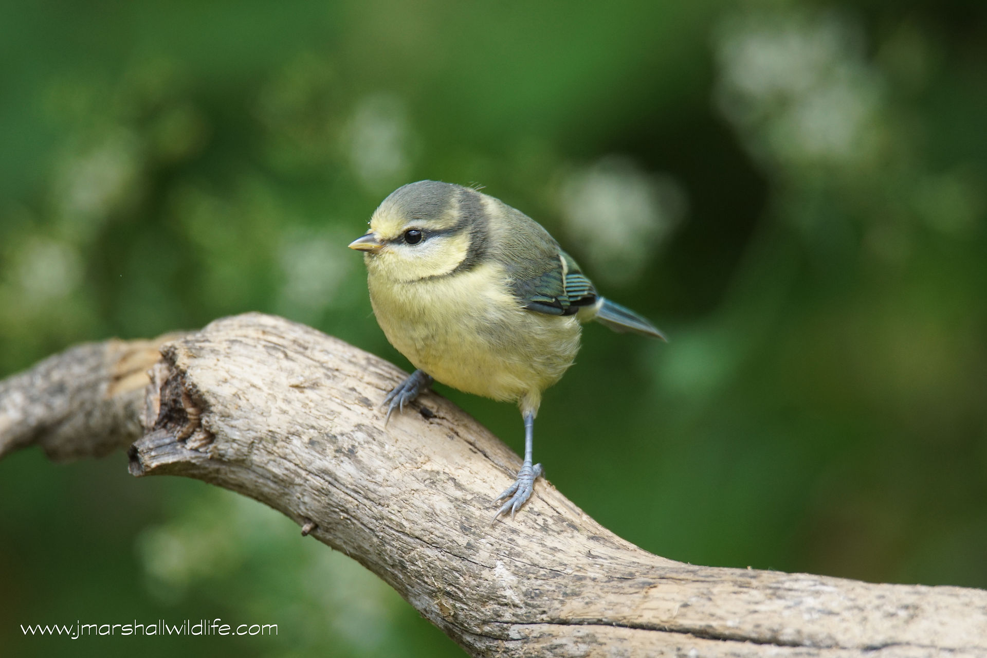 BLUE TIT JUVENILE 1
