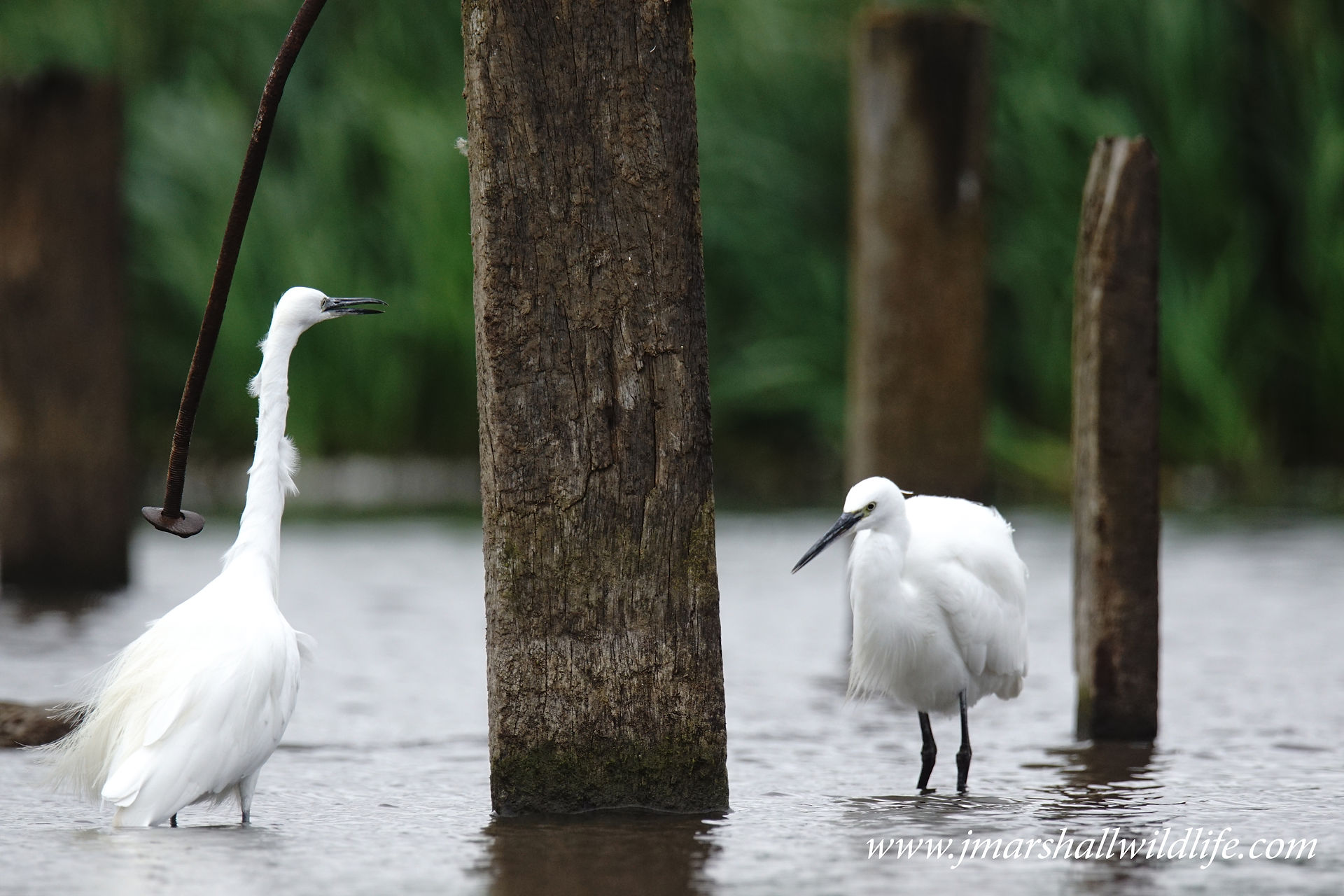 Egrets