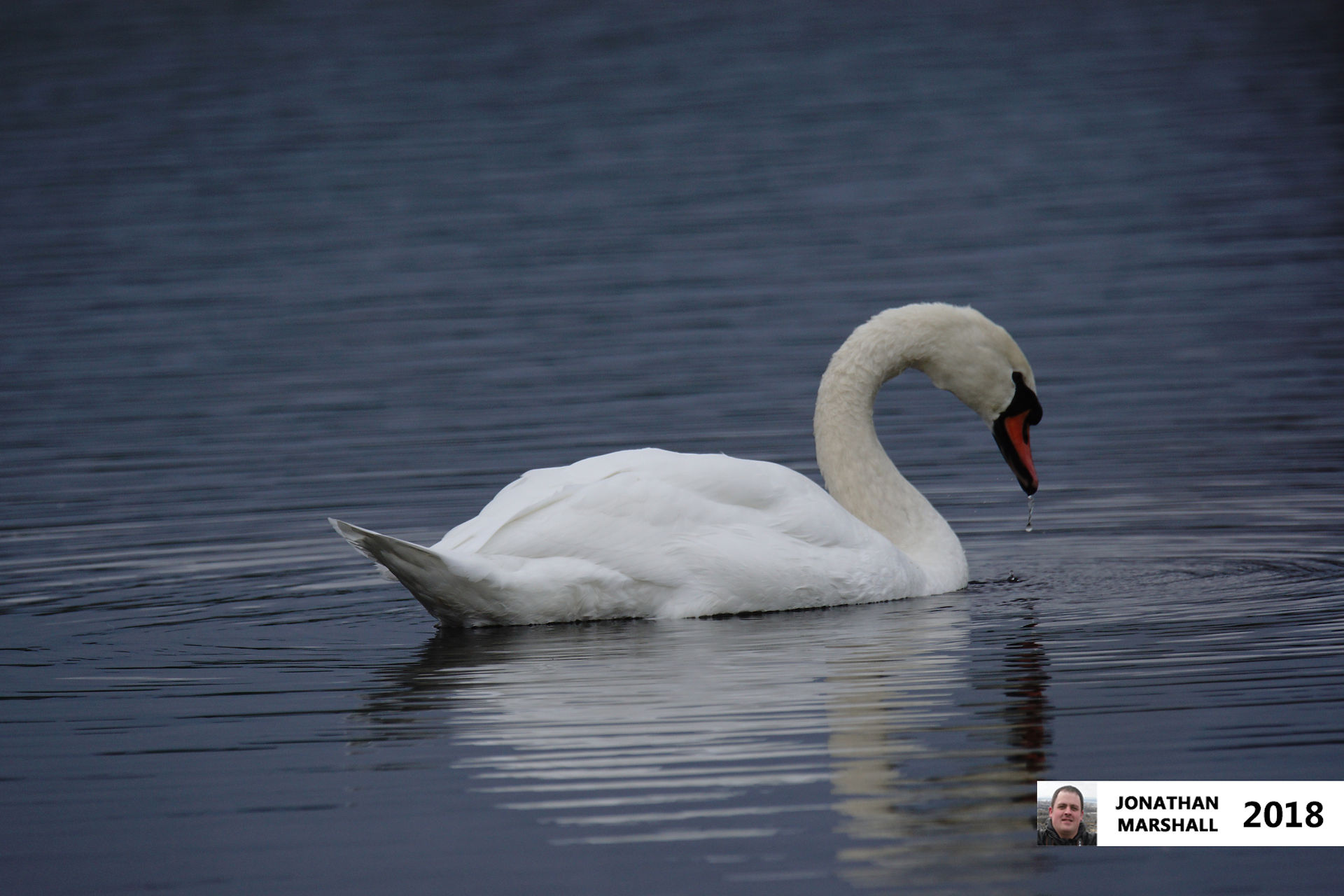 Mute Swan