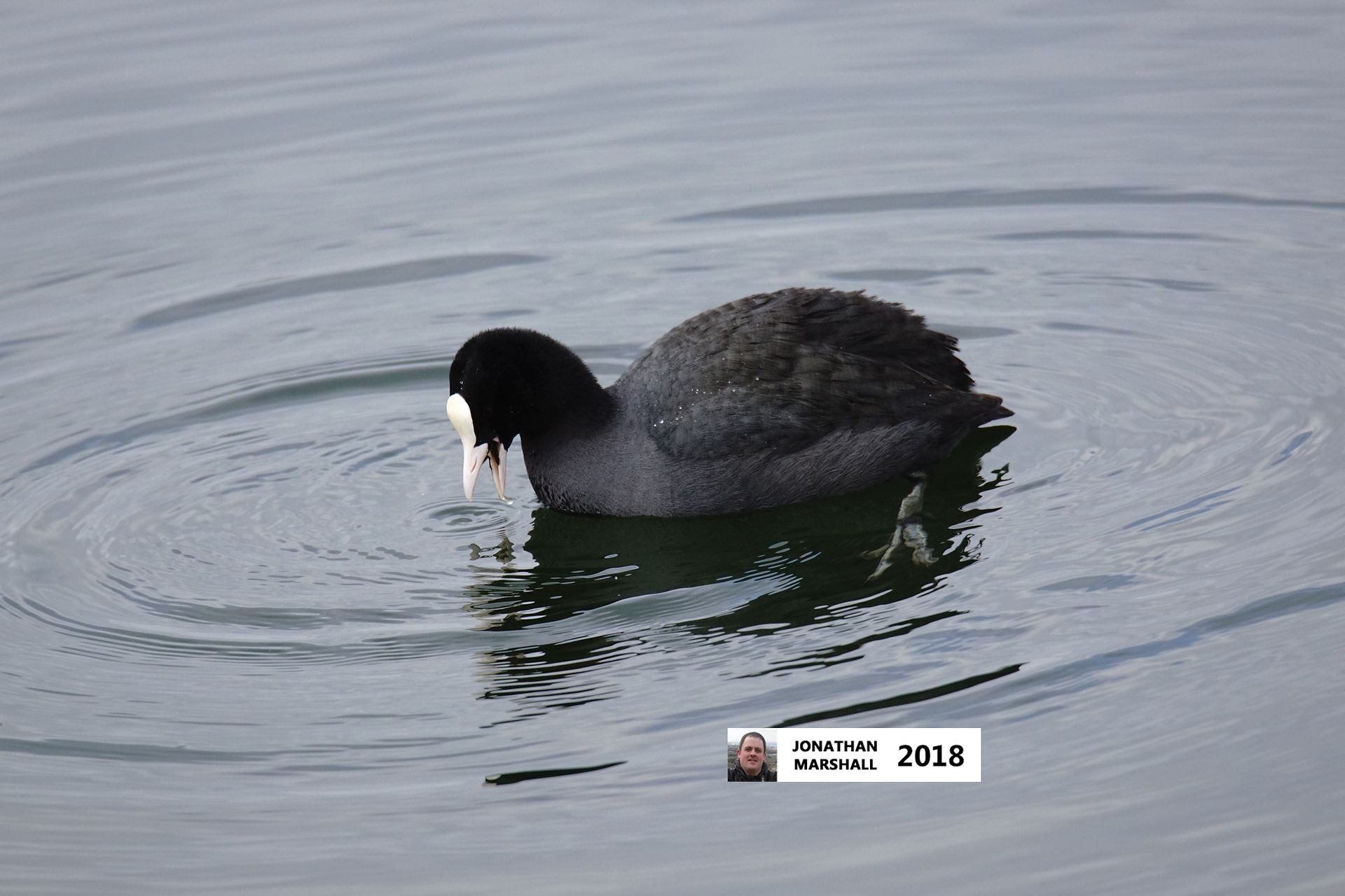 Coot