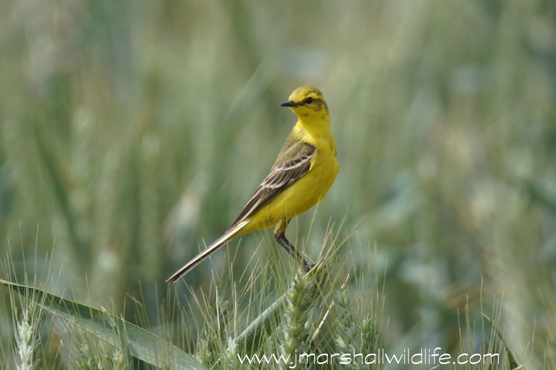 YELLOW  WAGTAIL 2