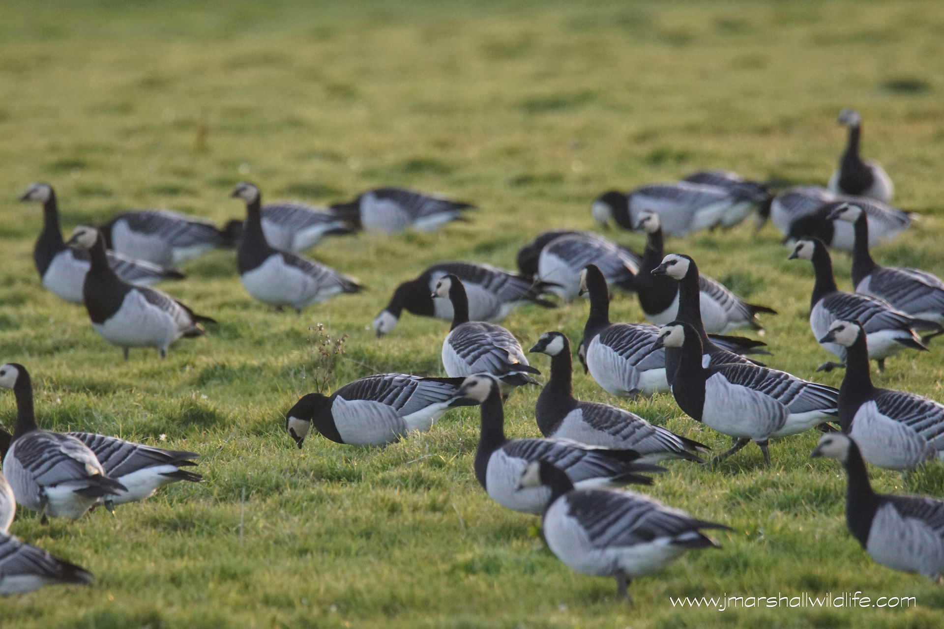 Barnacle Geese