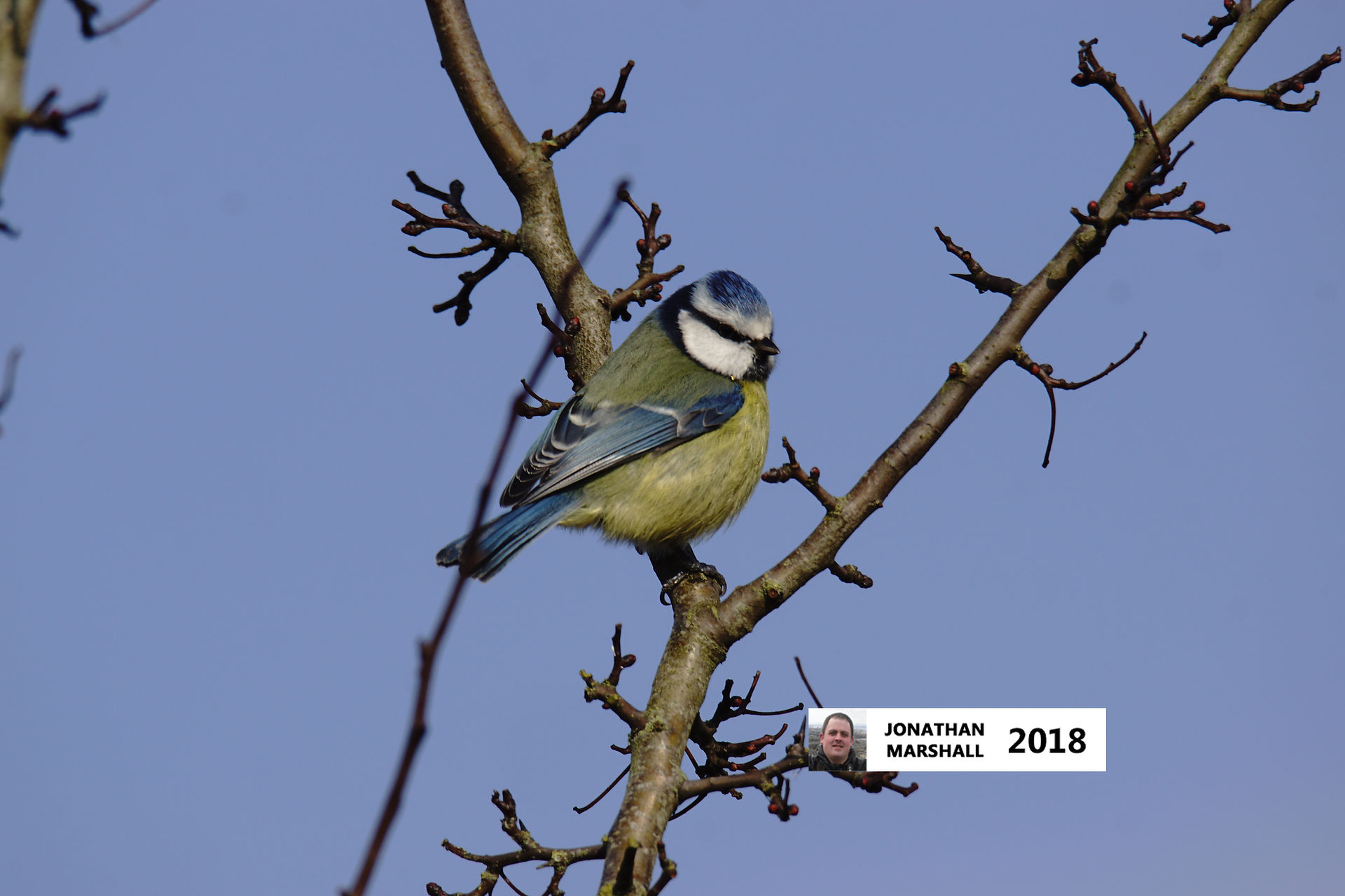 Blue Tit
