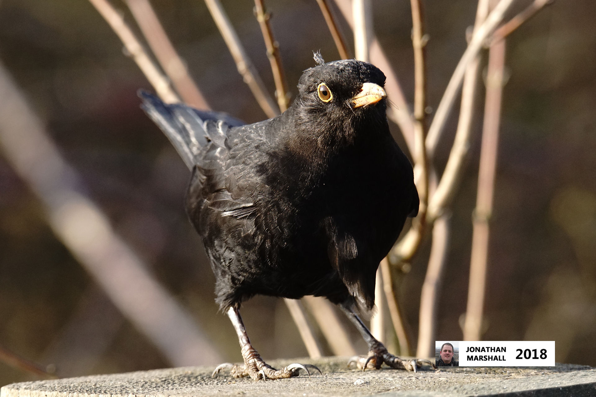 Blackbird (Male)