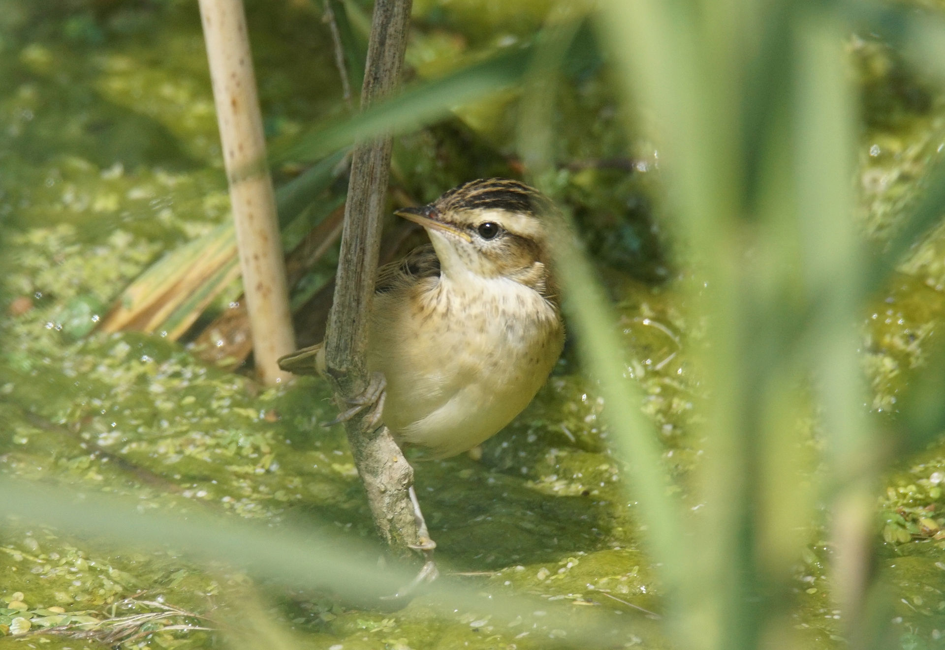 Sedge Warbler