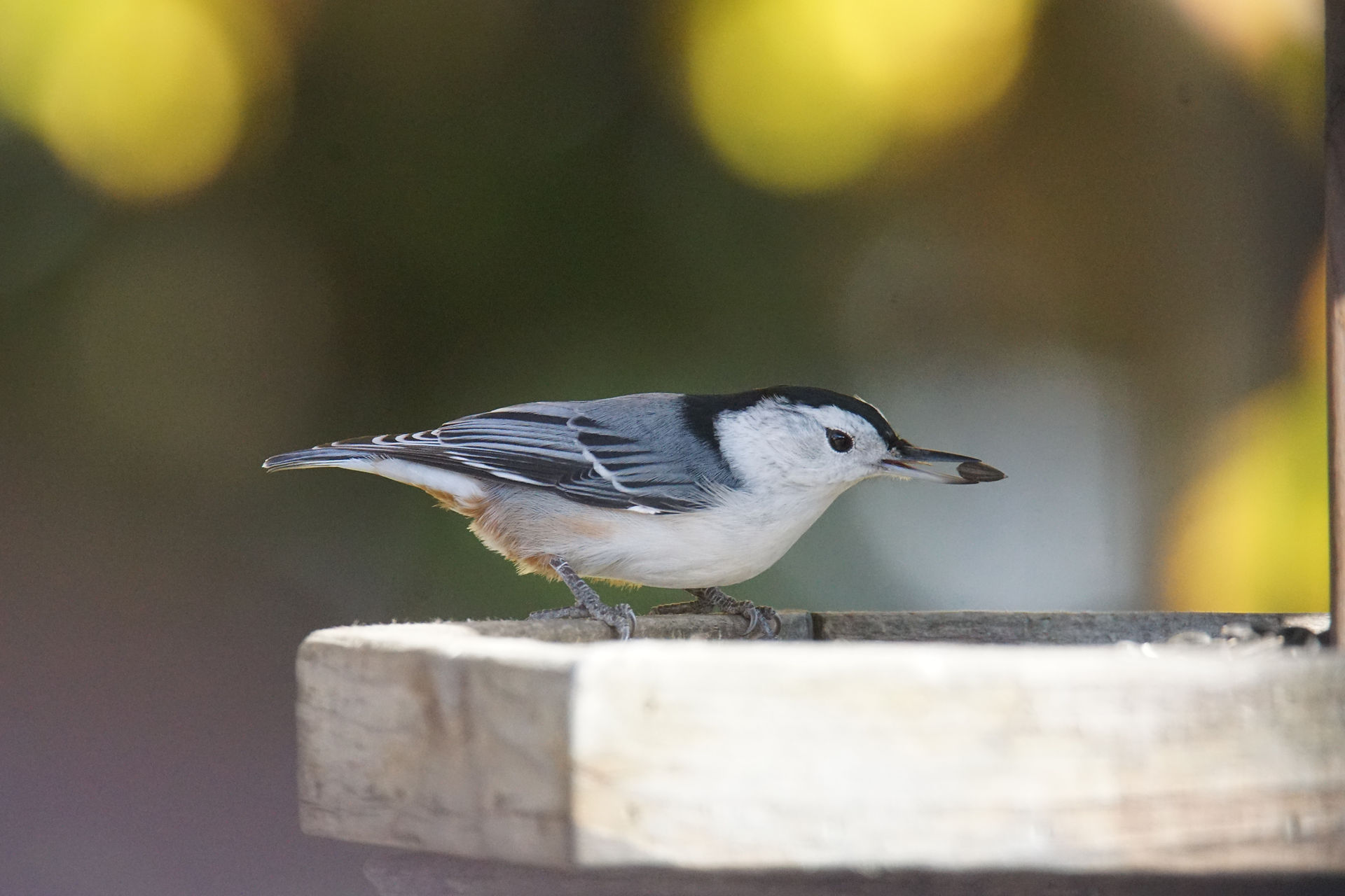 White Breasted Nuthatch