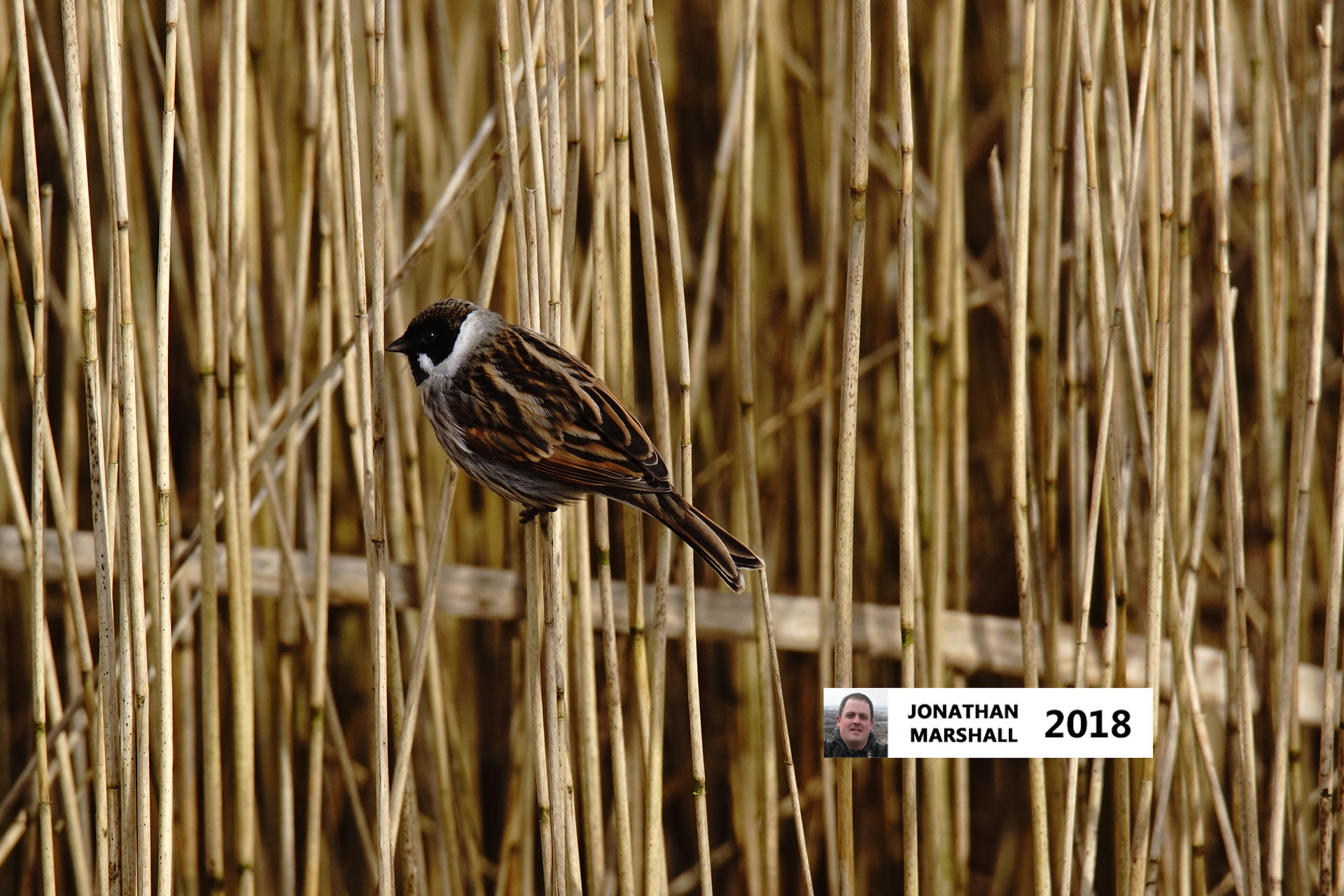 Reed Bunting (Male)