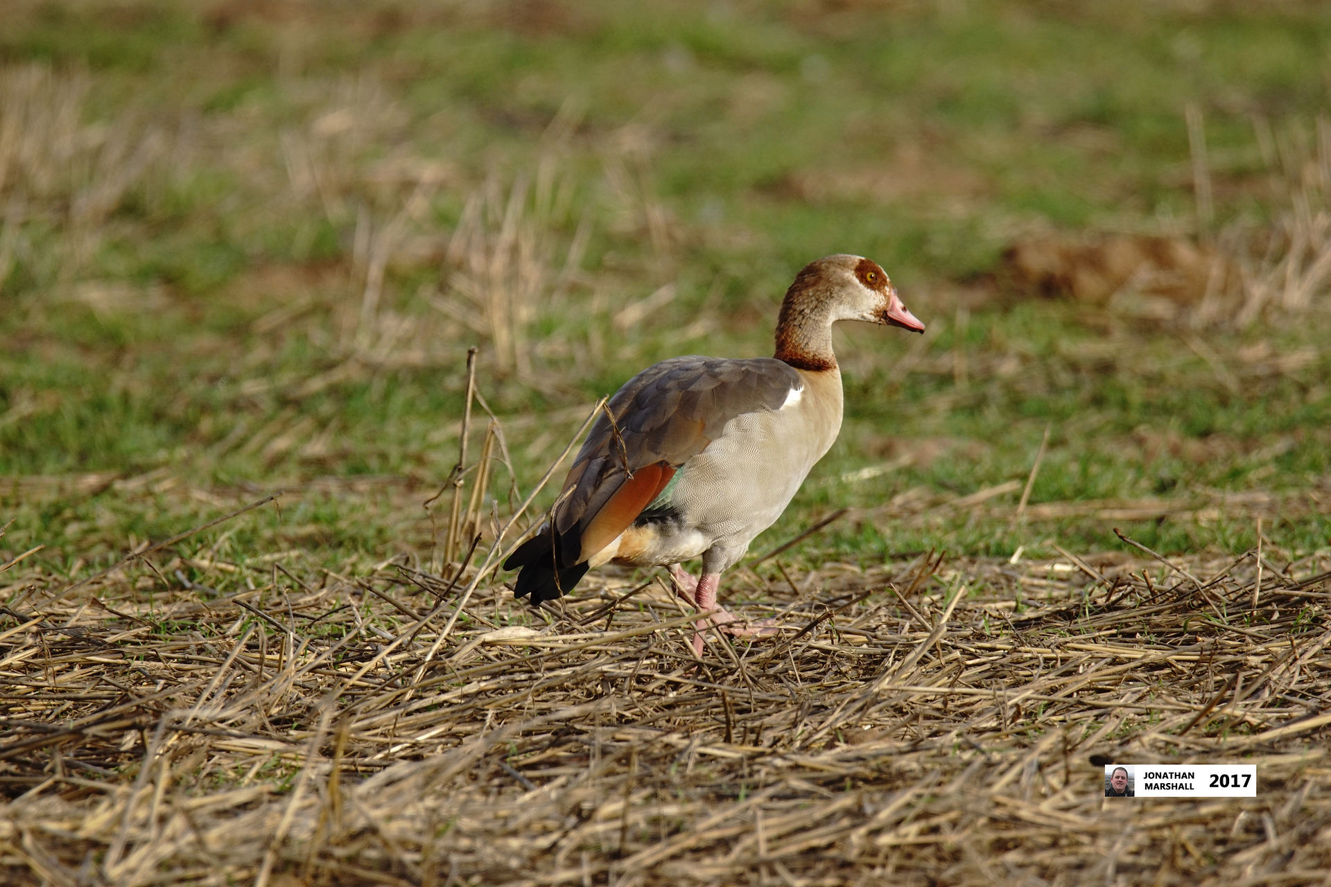 EGYPTIAN GEESE
