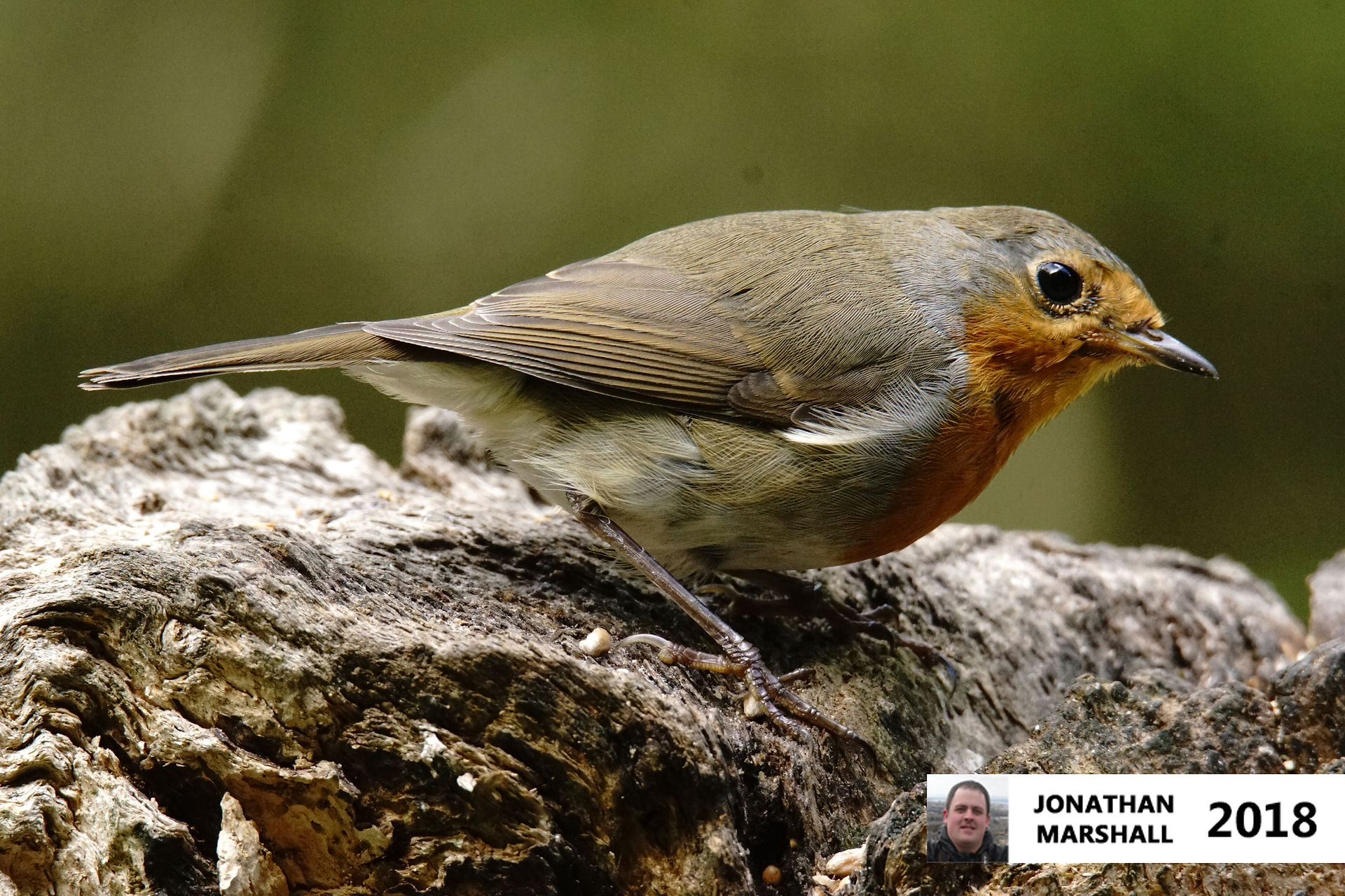 Robin