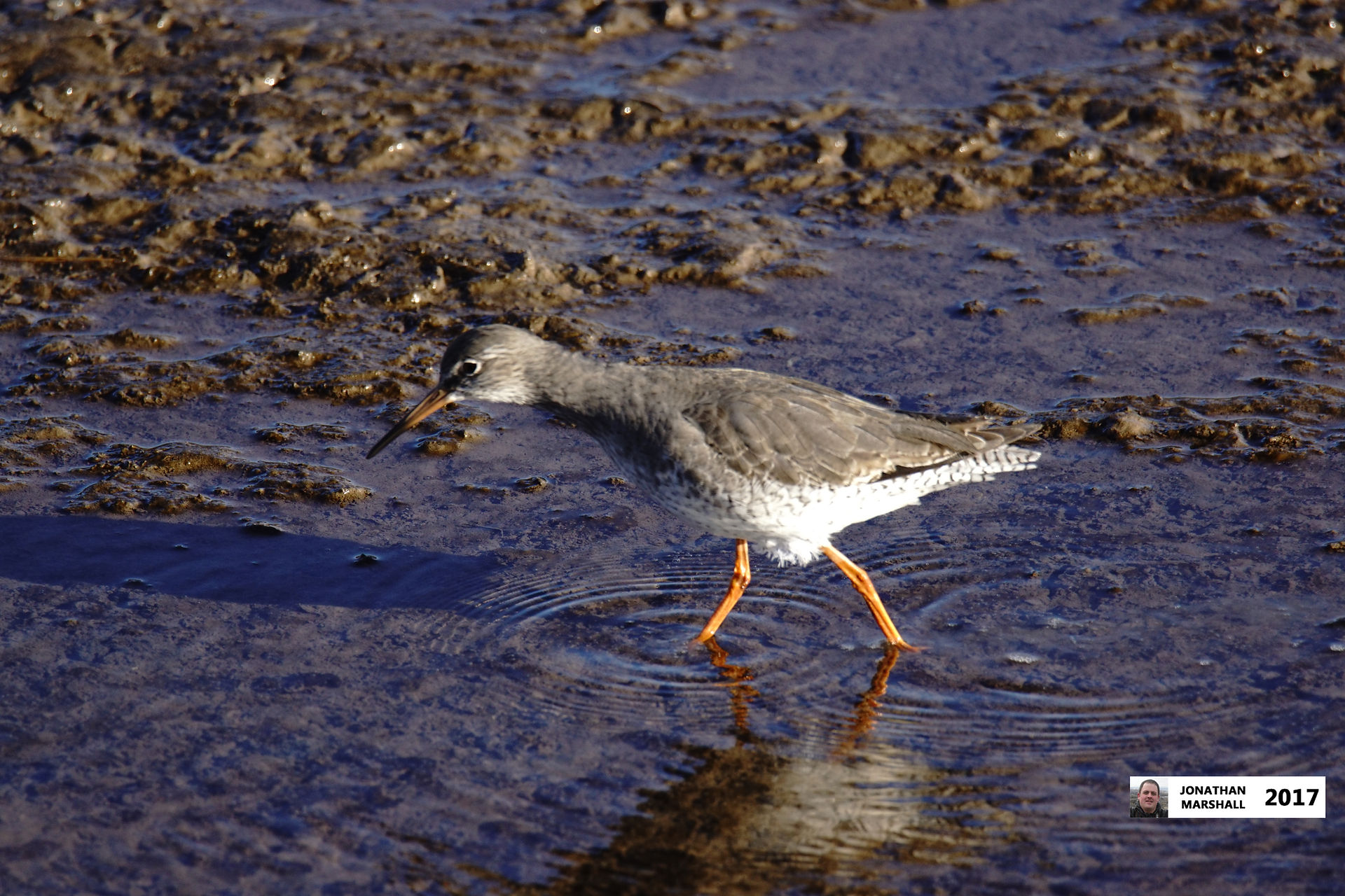 REDSHANK