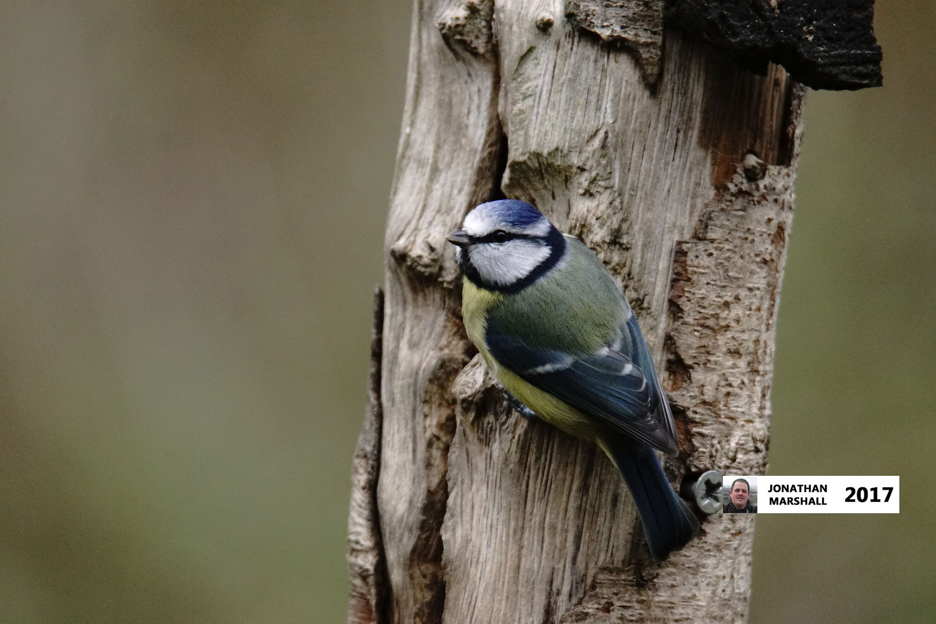 Blue Tit