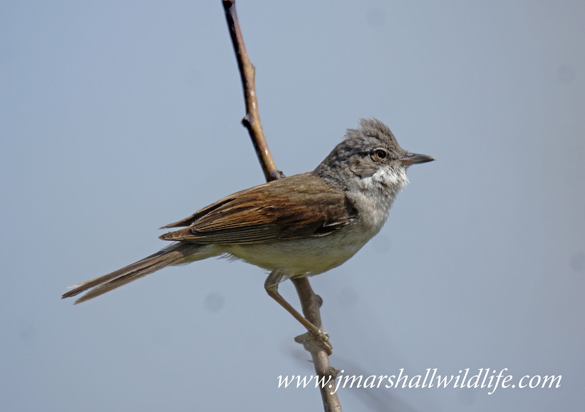 Whitethroat