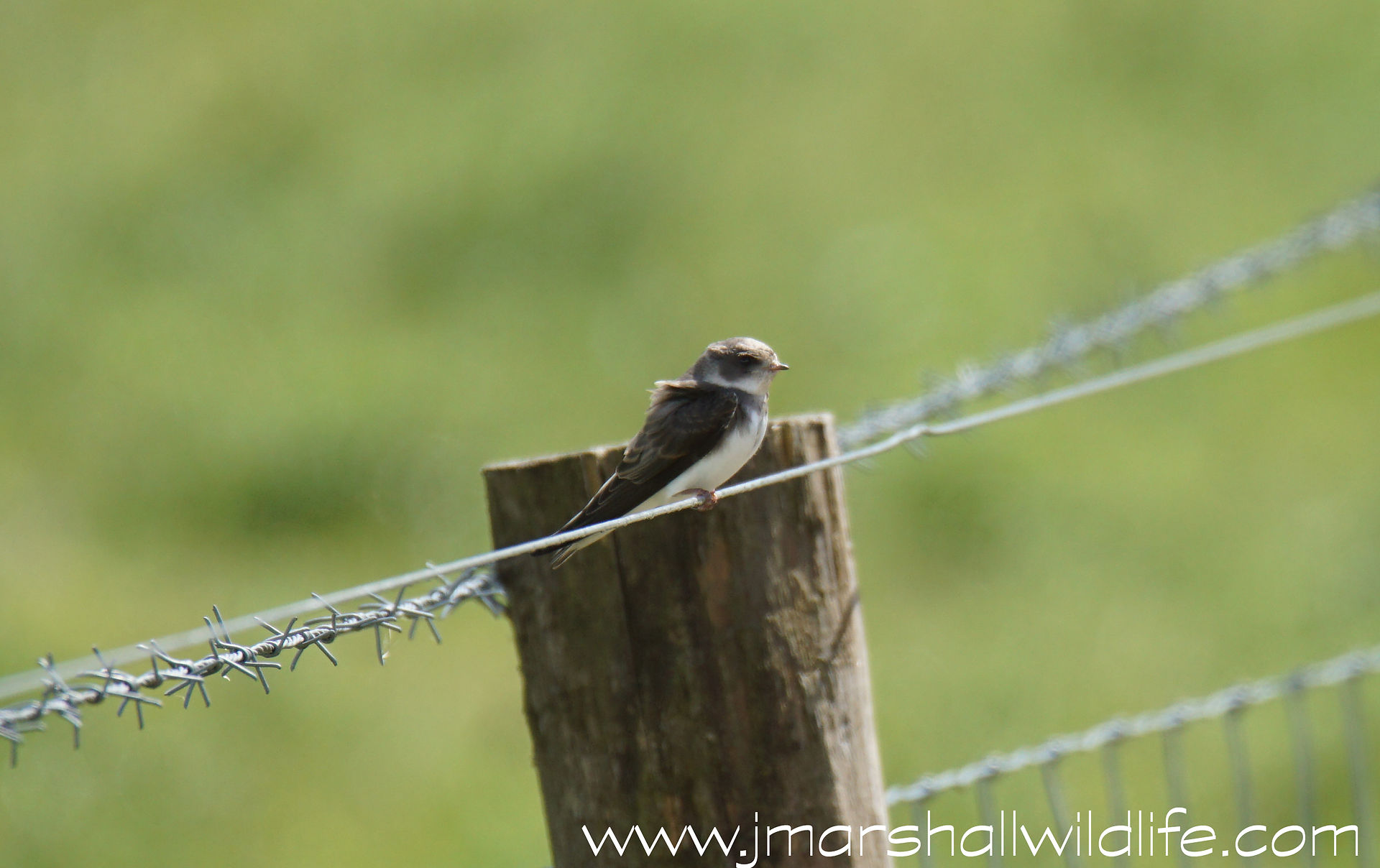 SAND MARTIN 1